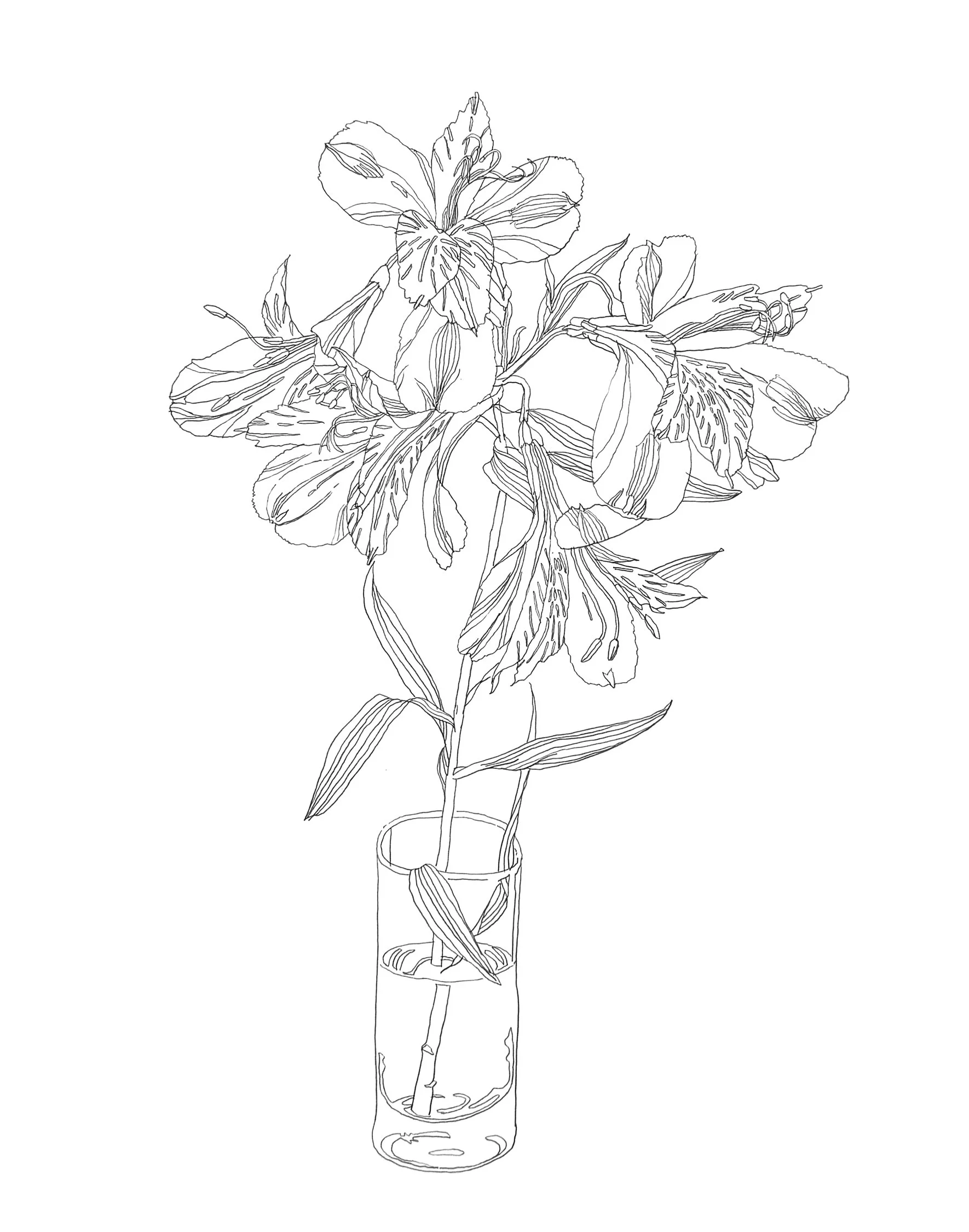 Alstroemeria 36 20" x 16", Graphite