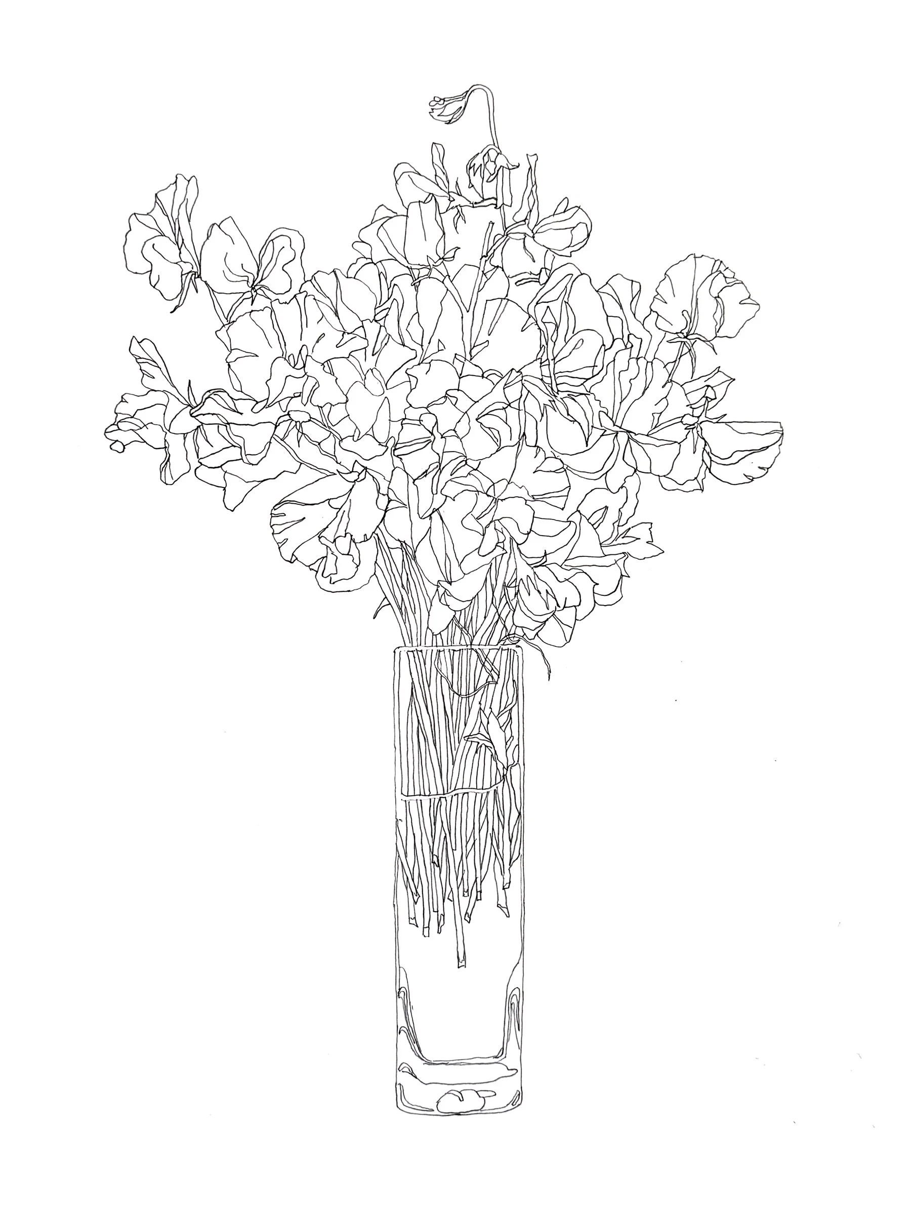 Sweet Peas, 20" x 16", Graphite