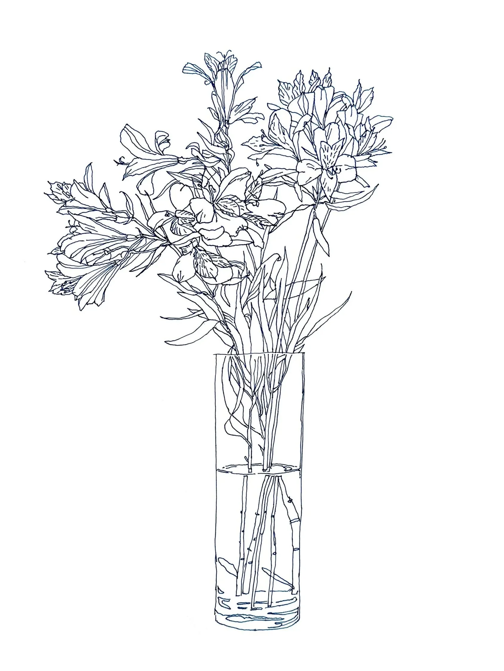 Alstroemeria 1, 20" x 16", Ink