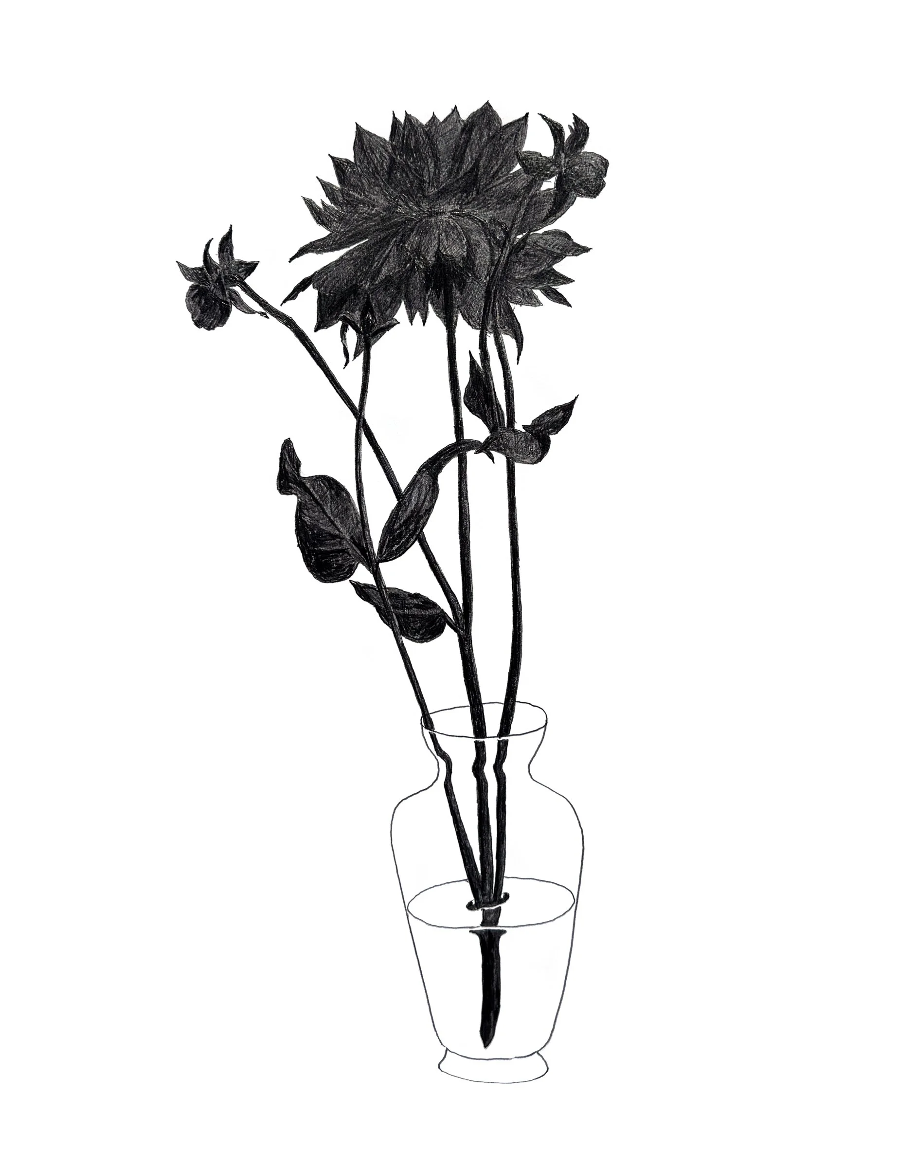 Dalia 1, 20" x 16", Graphite
