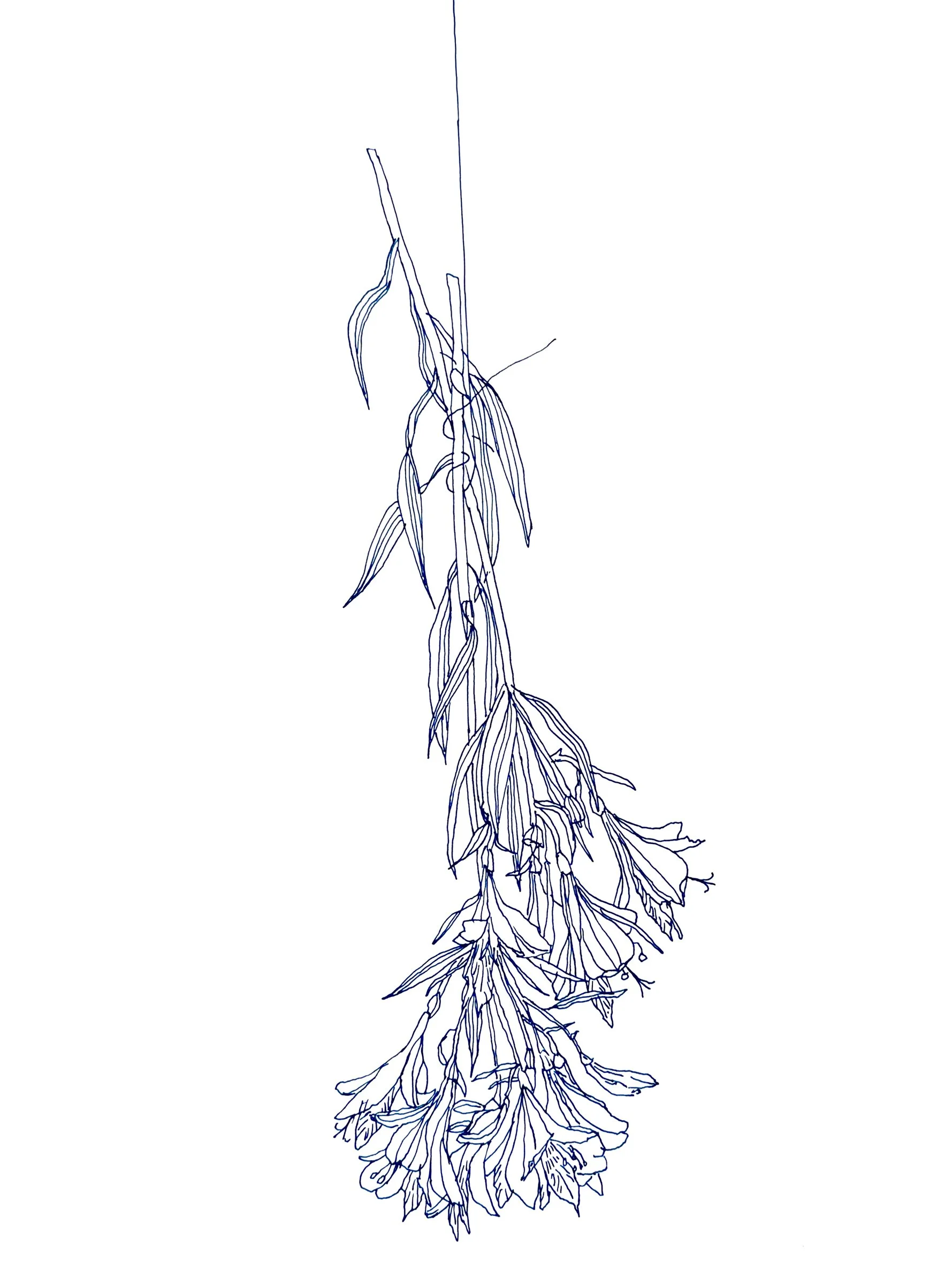 Dead Alstroemeria 3, 20" x 16", Ink