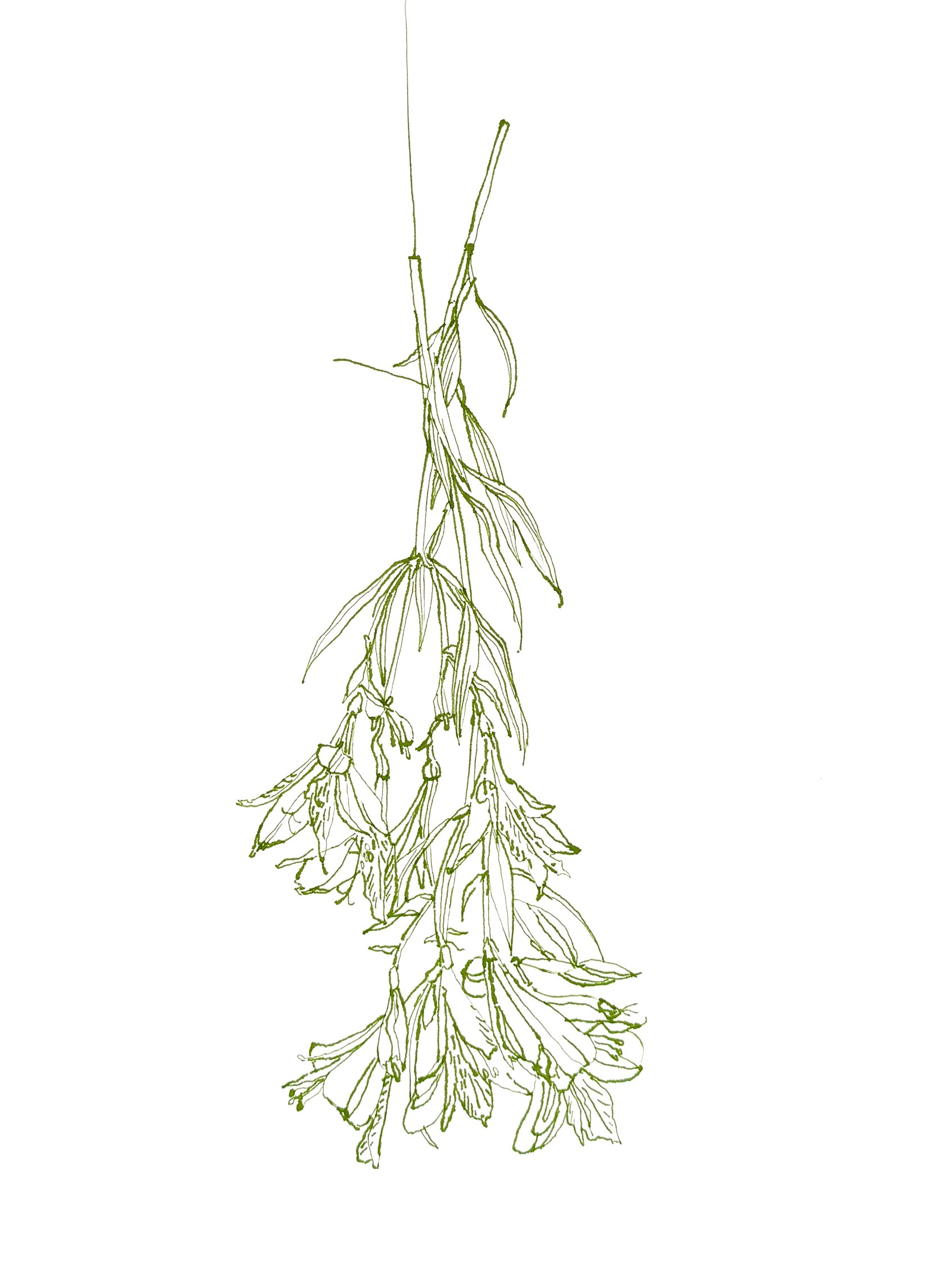 Dead Alstroemeria 2, 20" x 16", Ink