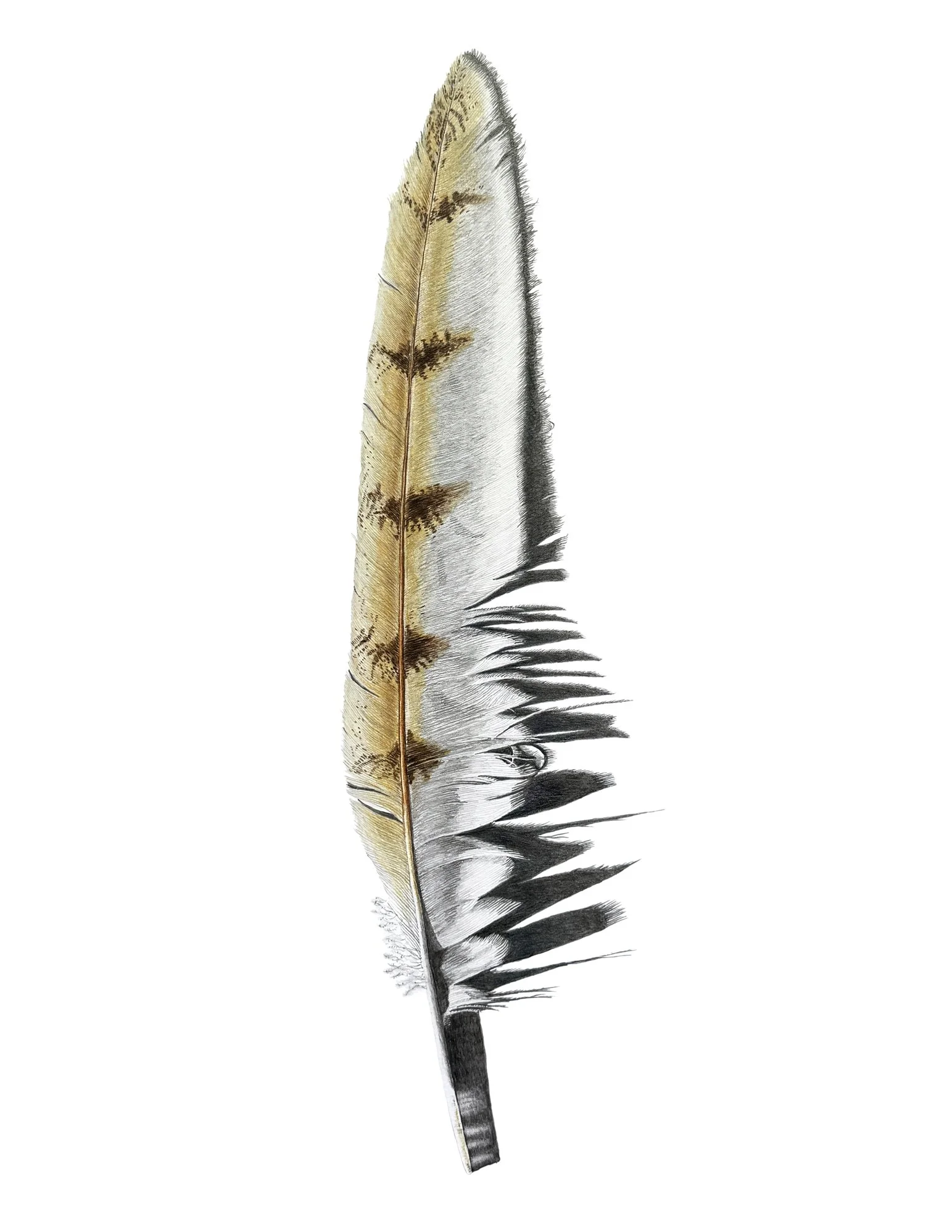 Shadow.feather_web.jpg
