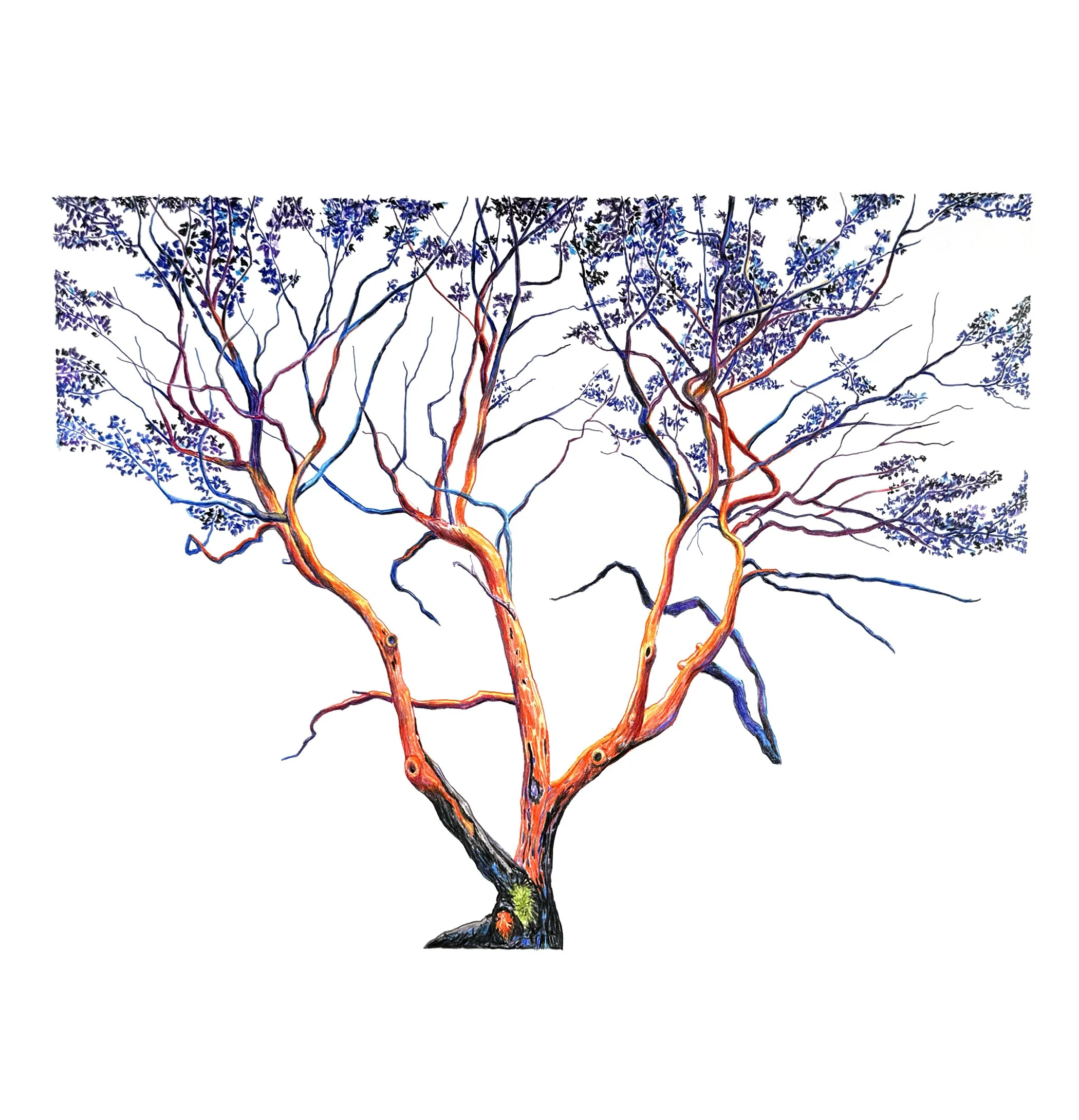 Madrone 12 20" x 16", Colored pencil