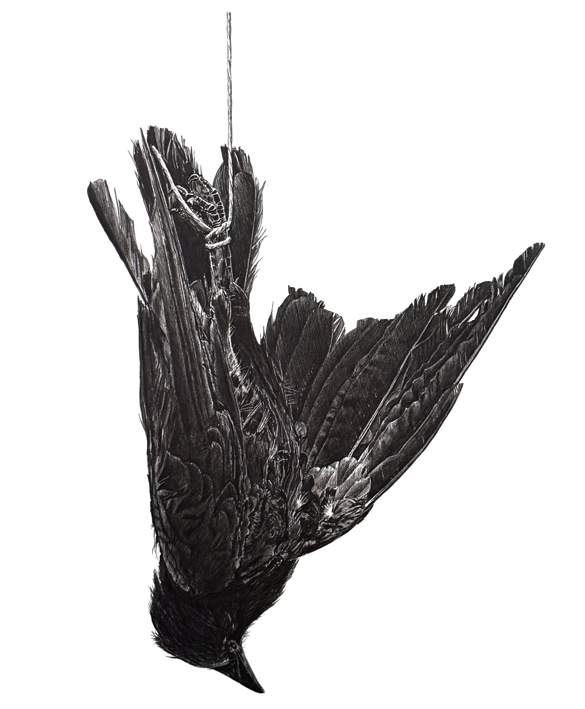 Crow_web.jpg
