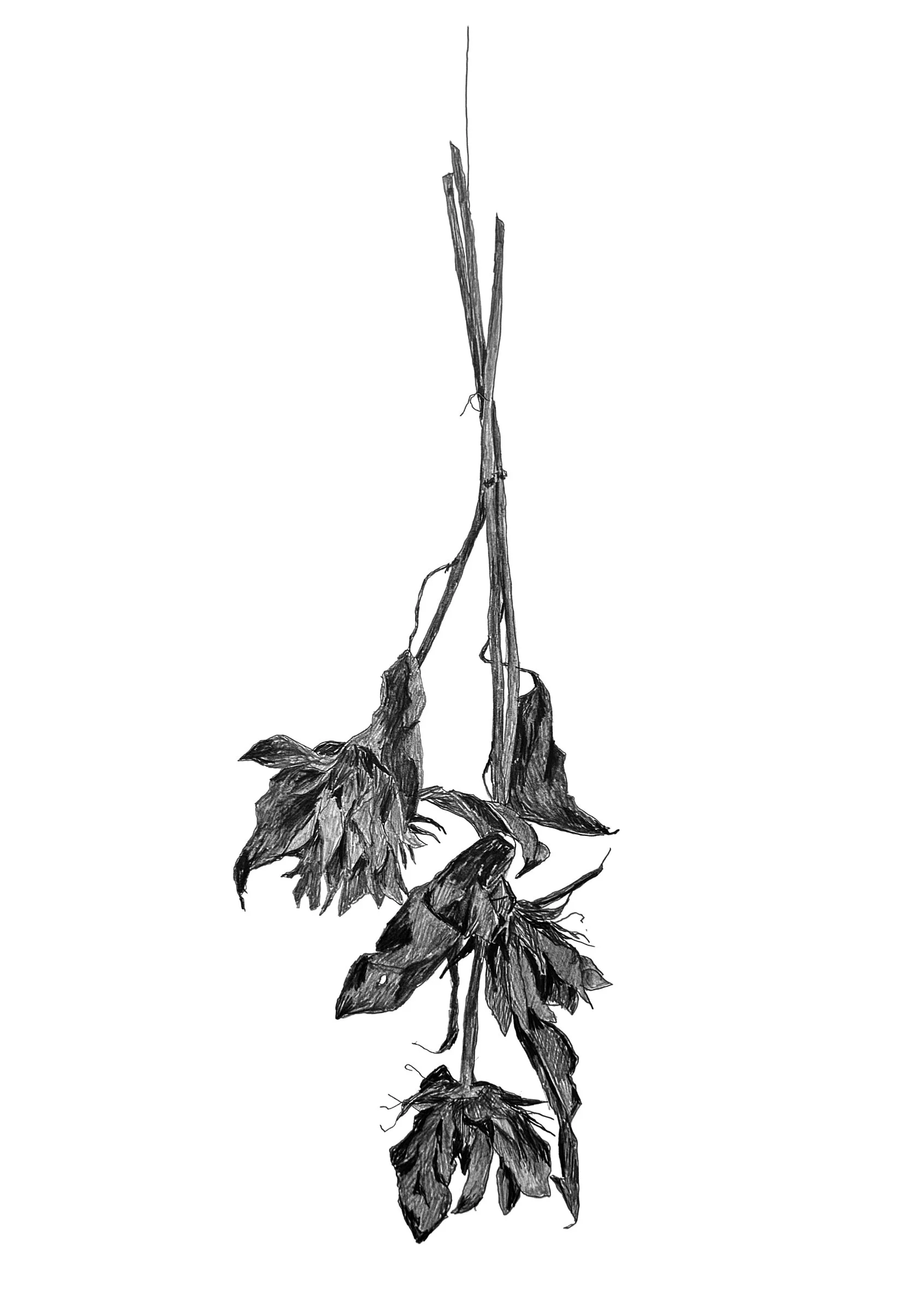 Drying Sunflower, 20" x 16", graphite