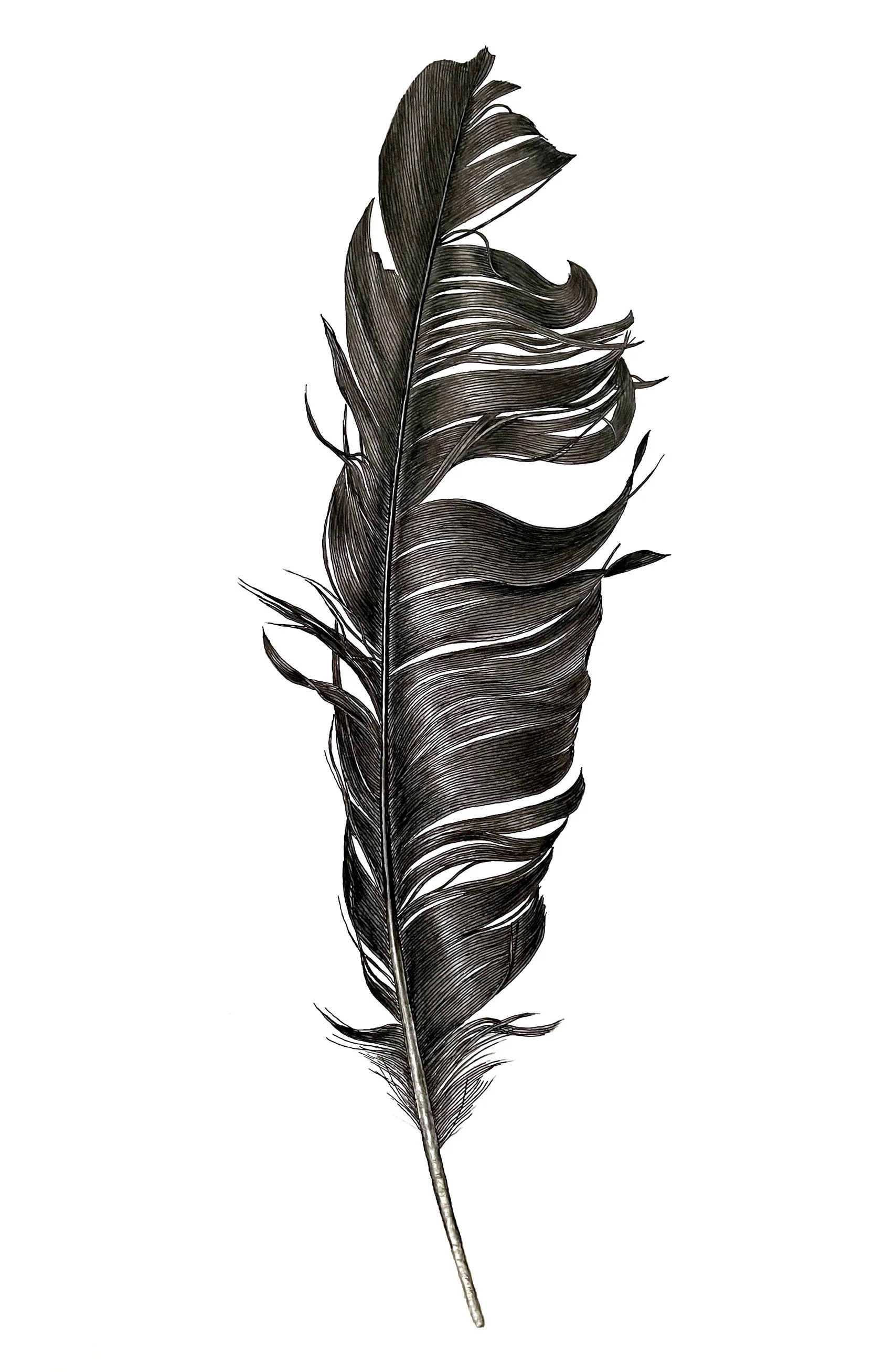 Black.feather_web.v.jpg