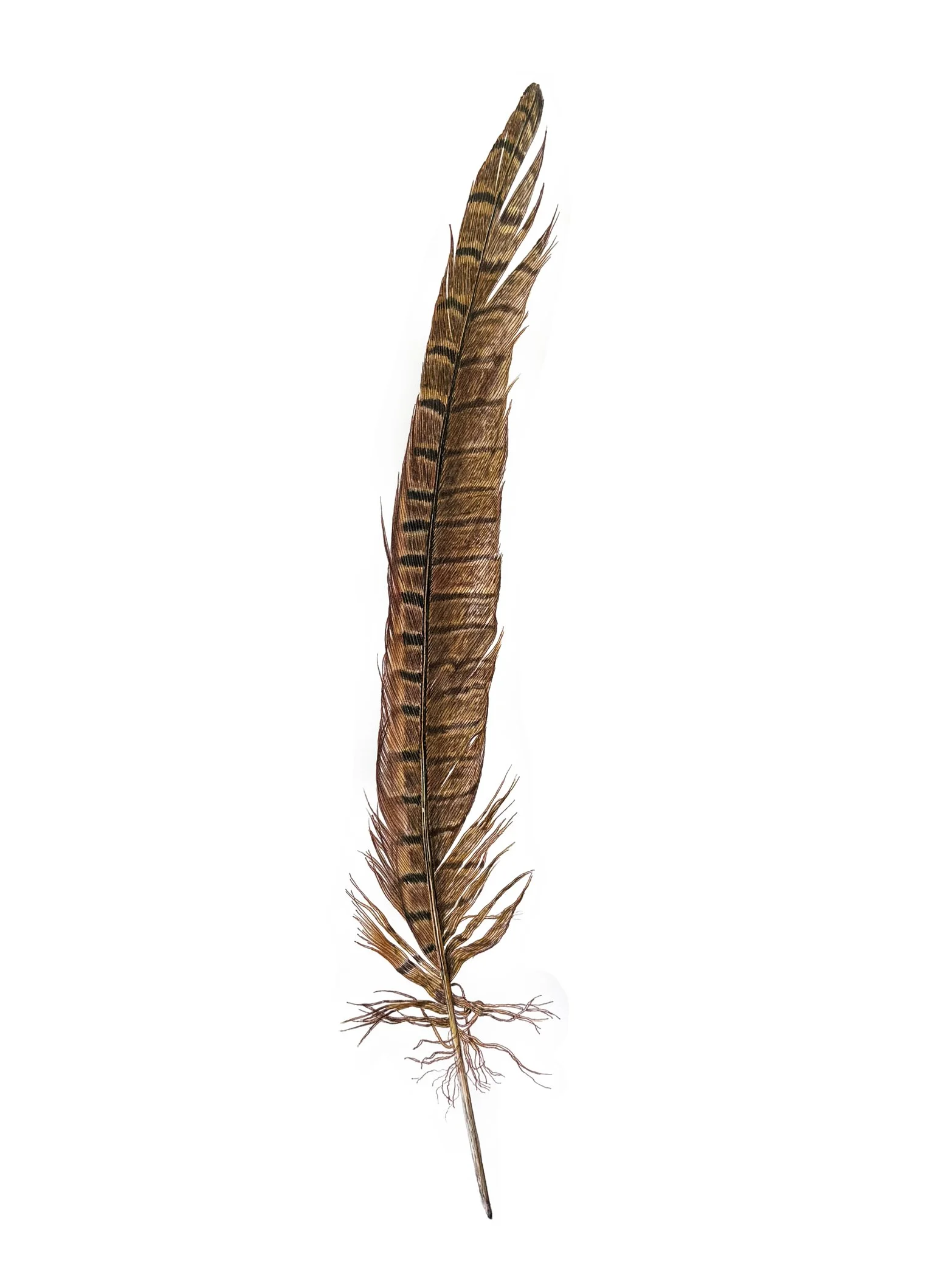 Pheasant.feather_web.jpg