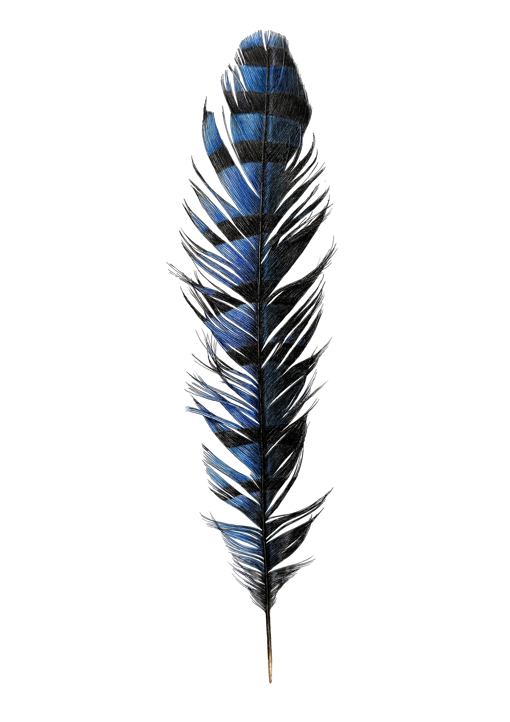 Bluejay.feather_web.jpg