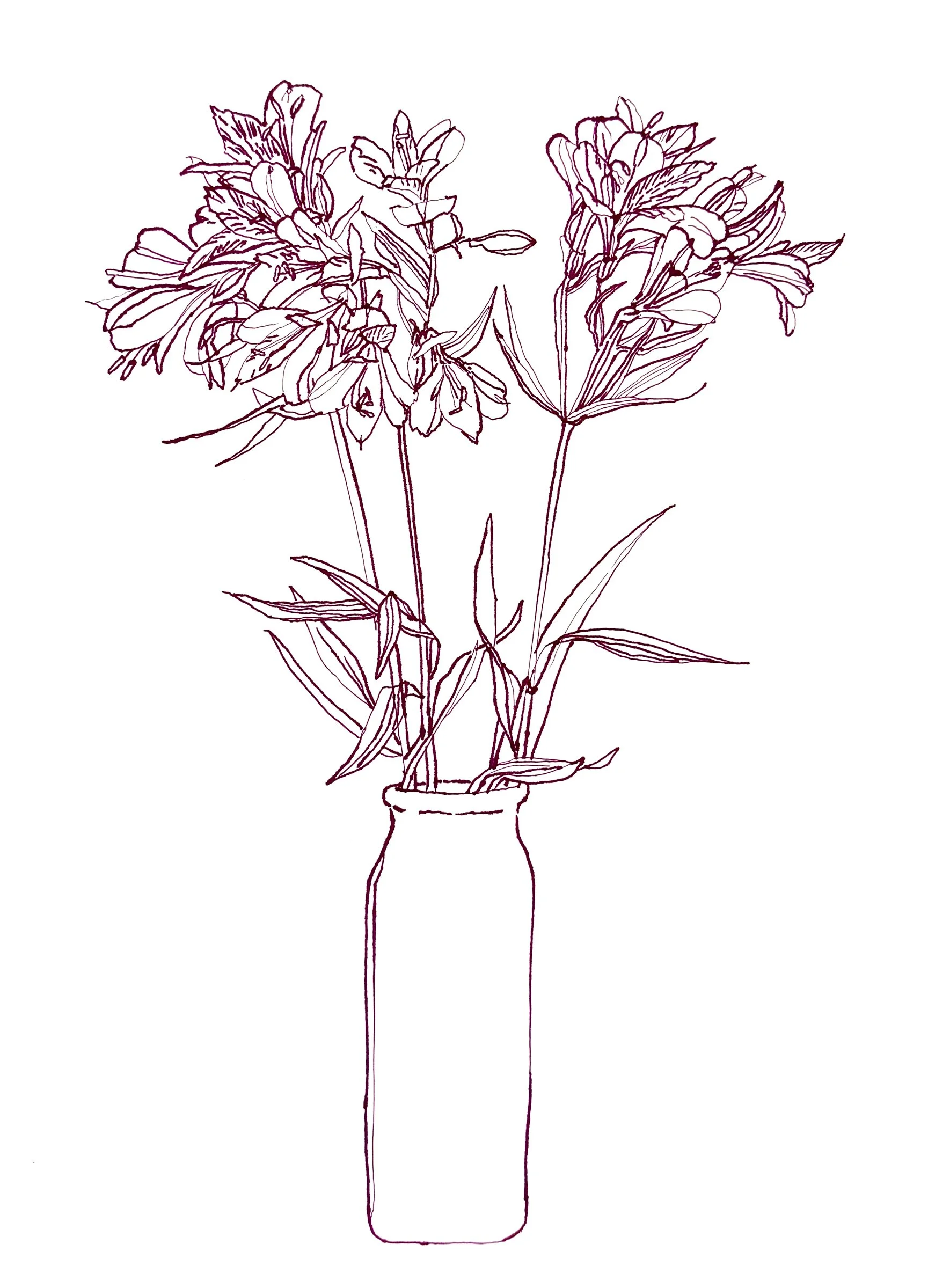 Alstroemeria 4, 20" x 16", Ink