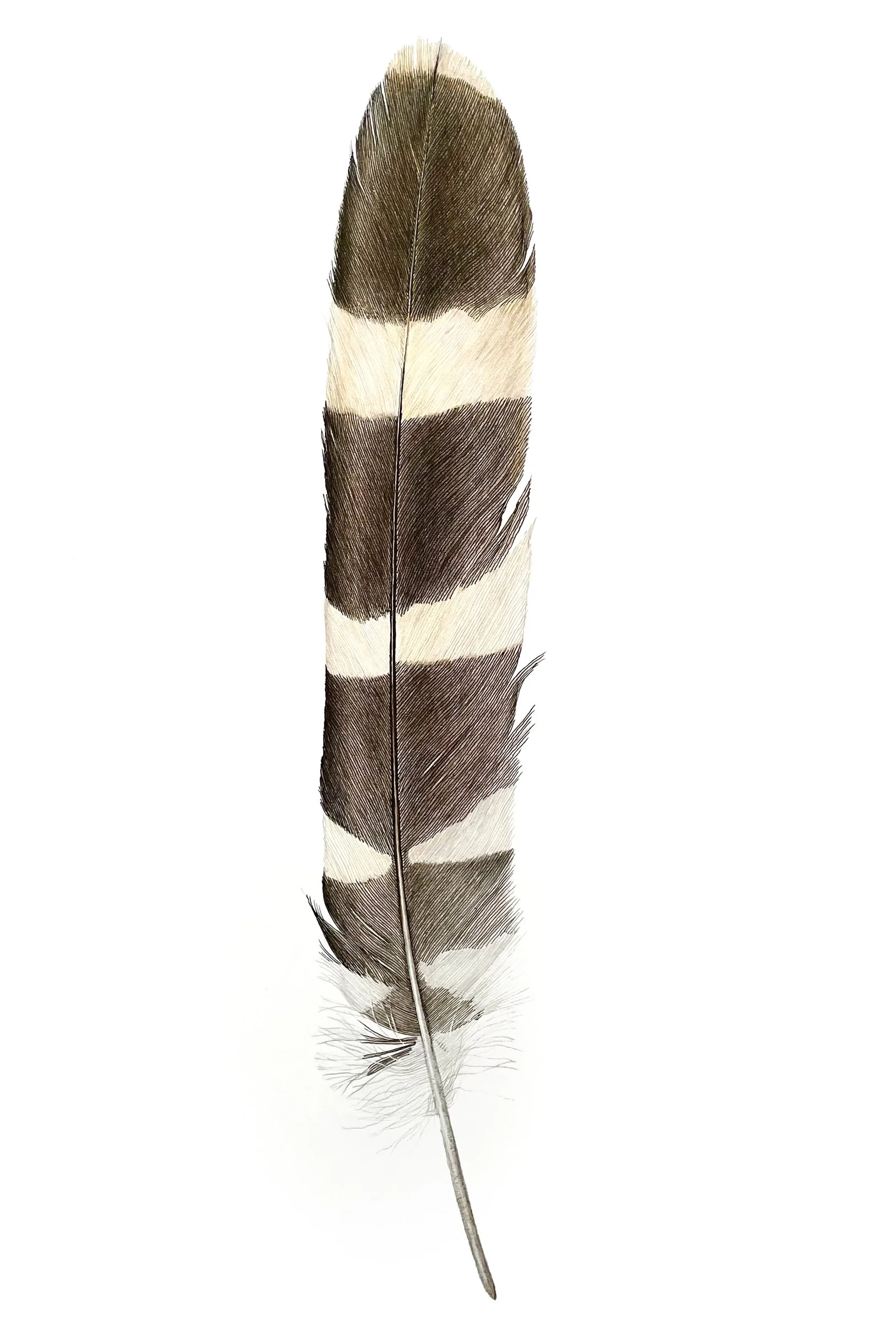 Hawk.feather_web.v.jpg