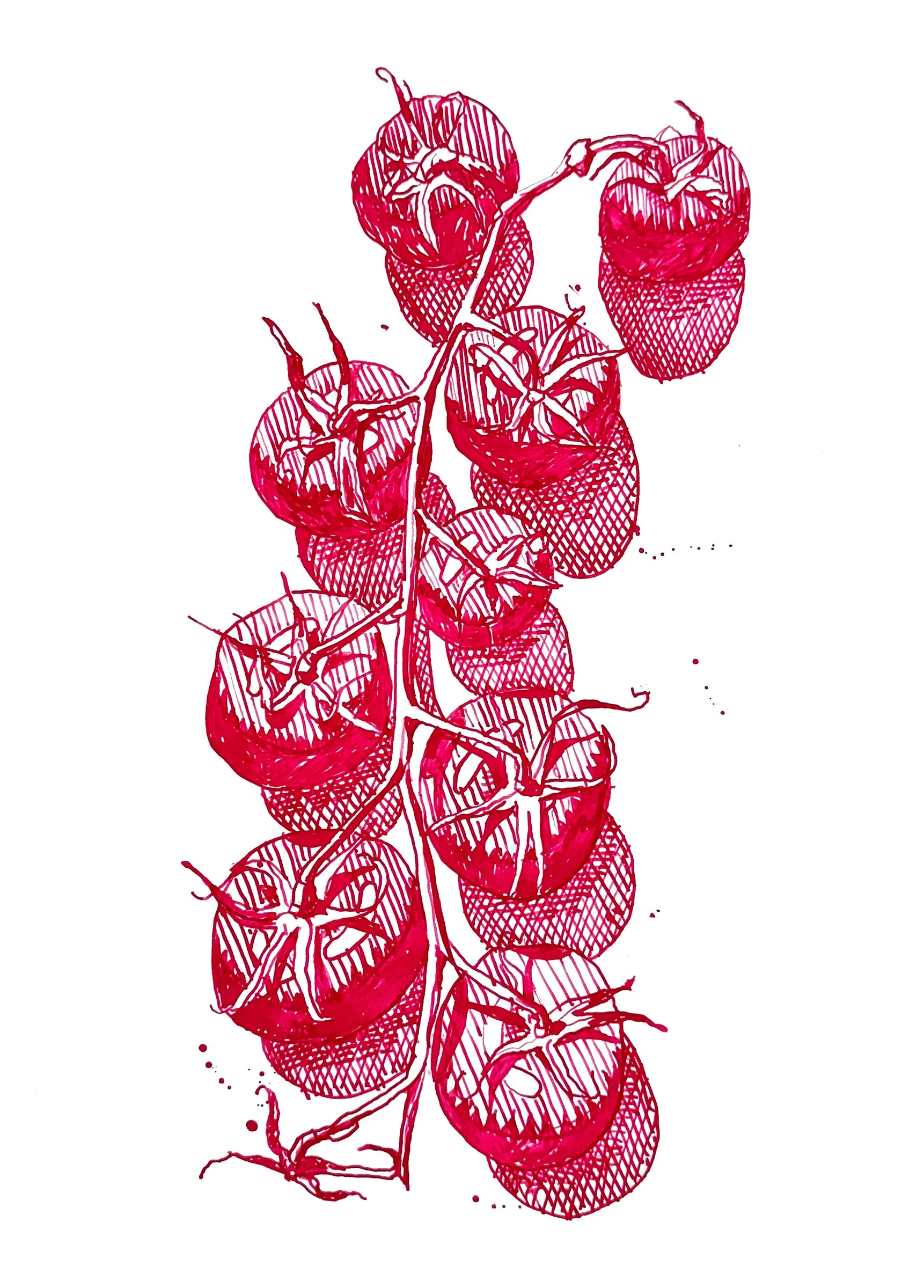 Tomatoes 1, 20" x 16", Ink and bamboo pen