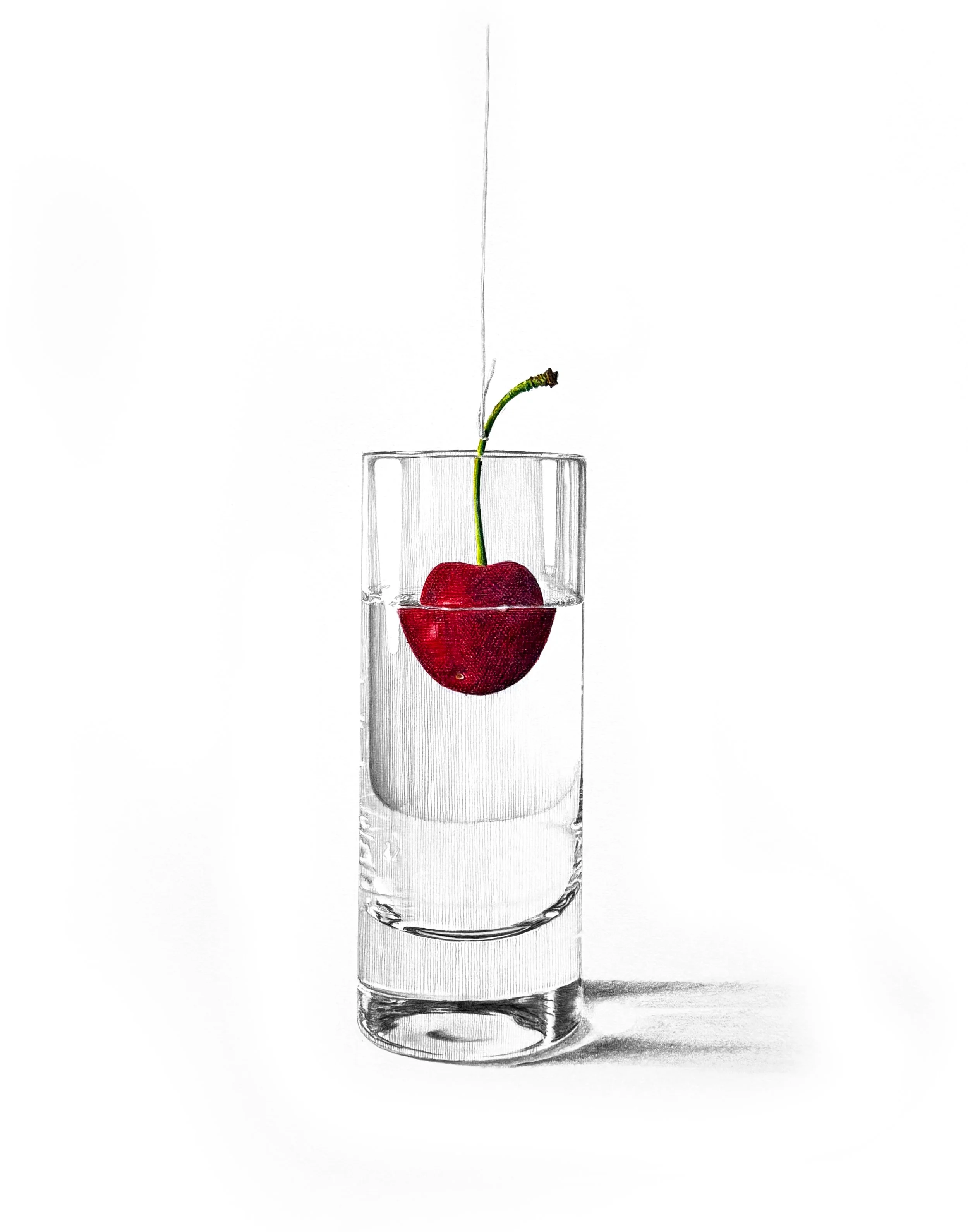  Cherry, 23" x 17",  colored pencil, graphite