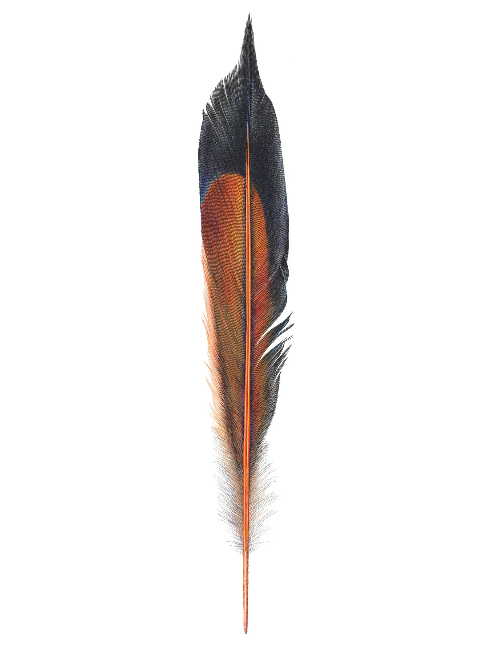 Flicker.feather2_web.jpg