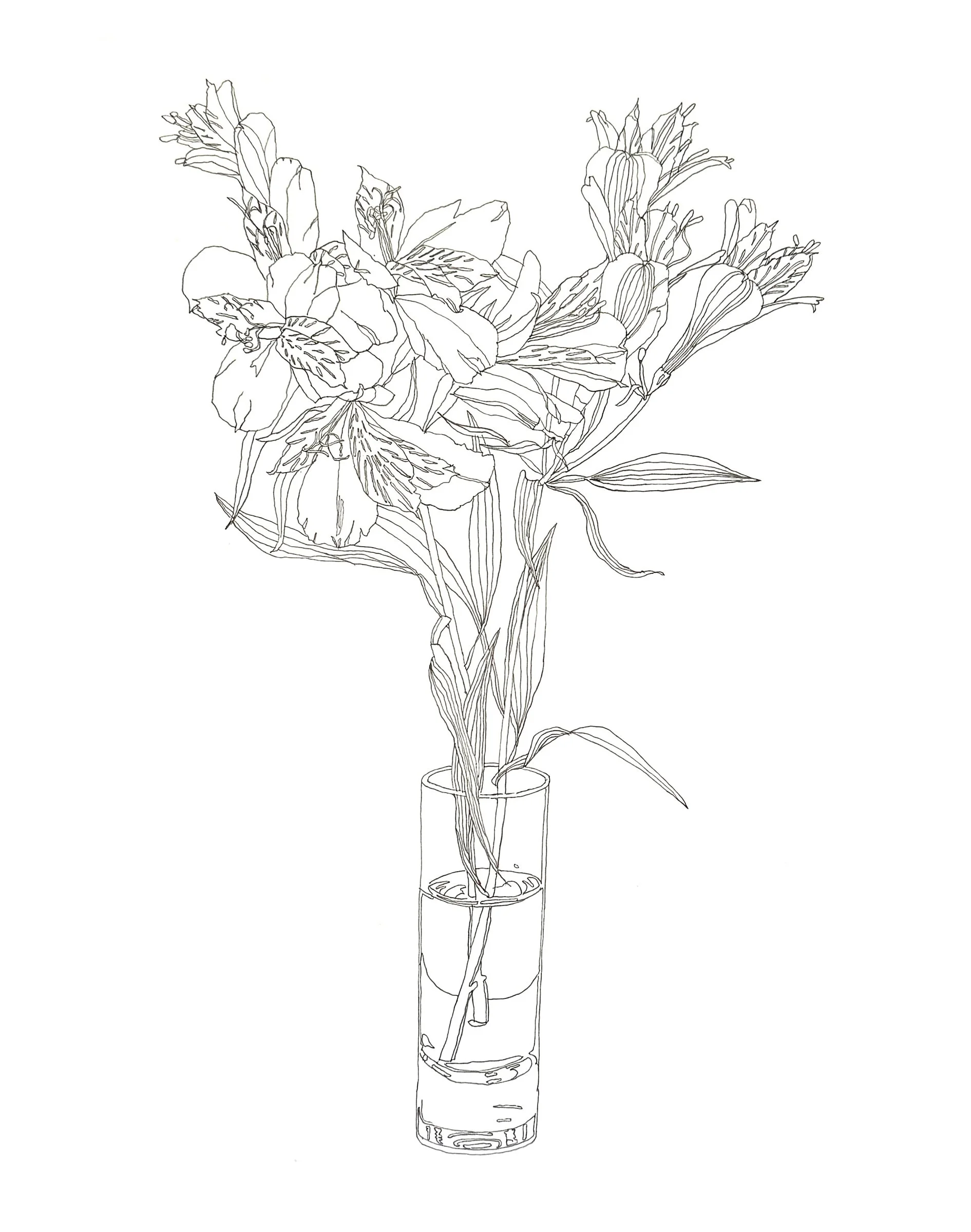 Alstroemeria 2, 20" x 16", Graphite