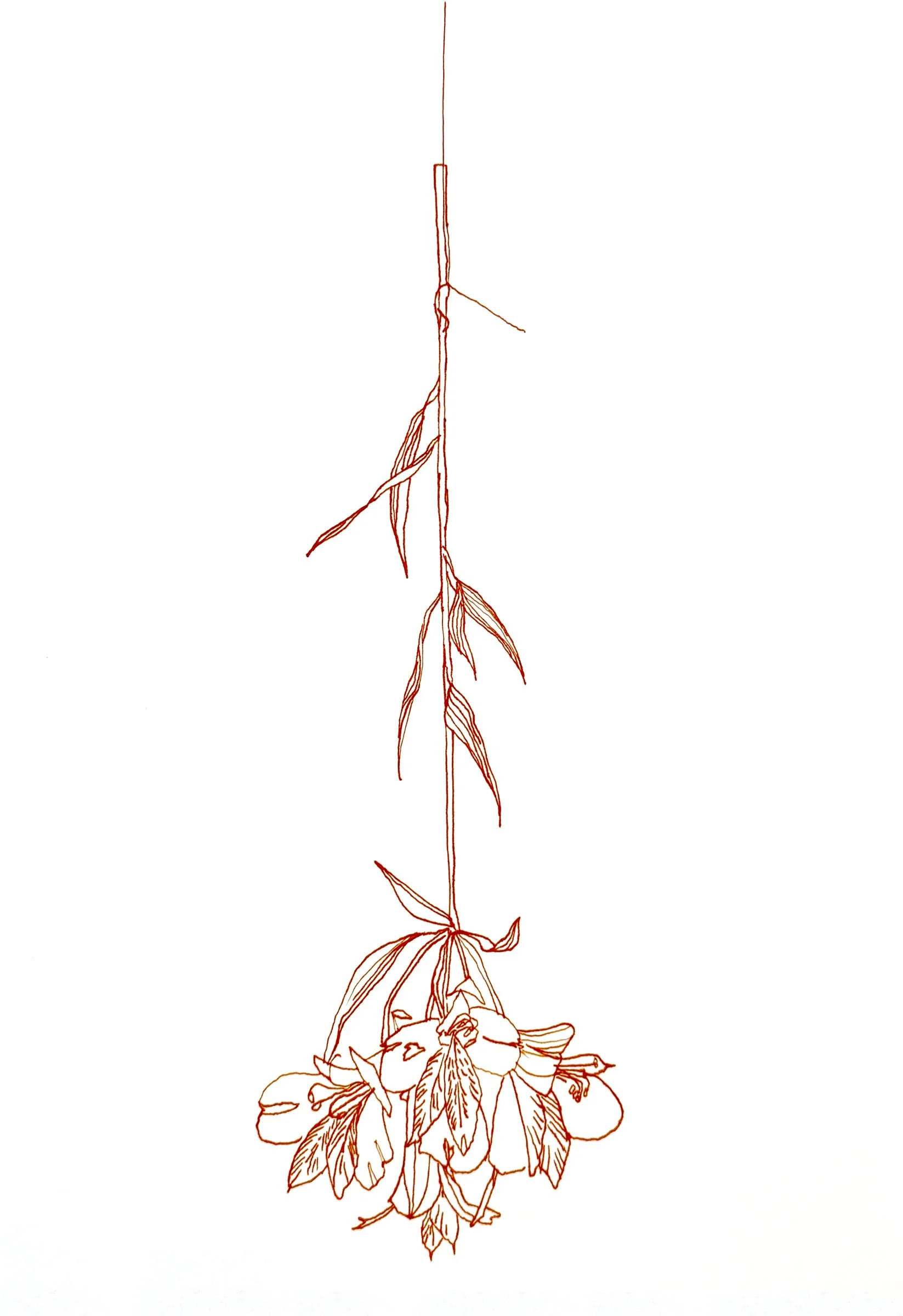 Dead Alstroemeria 1, 20" x 16", Ink