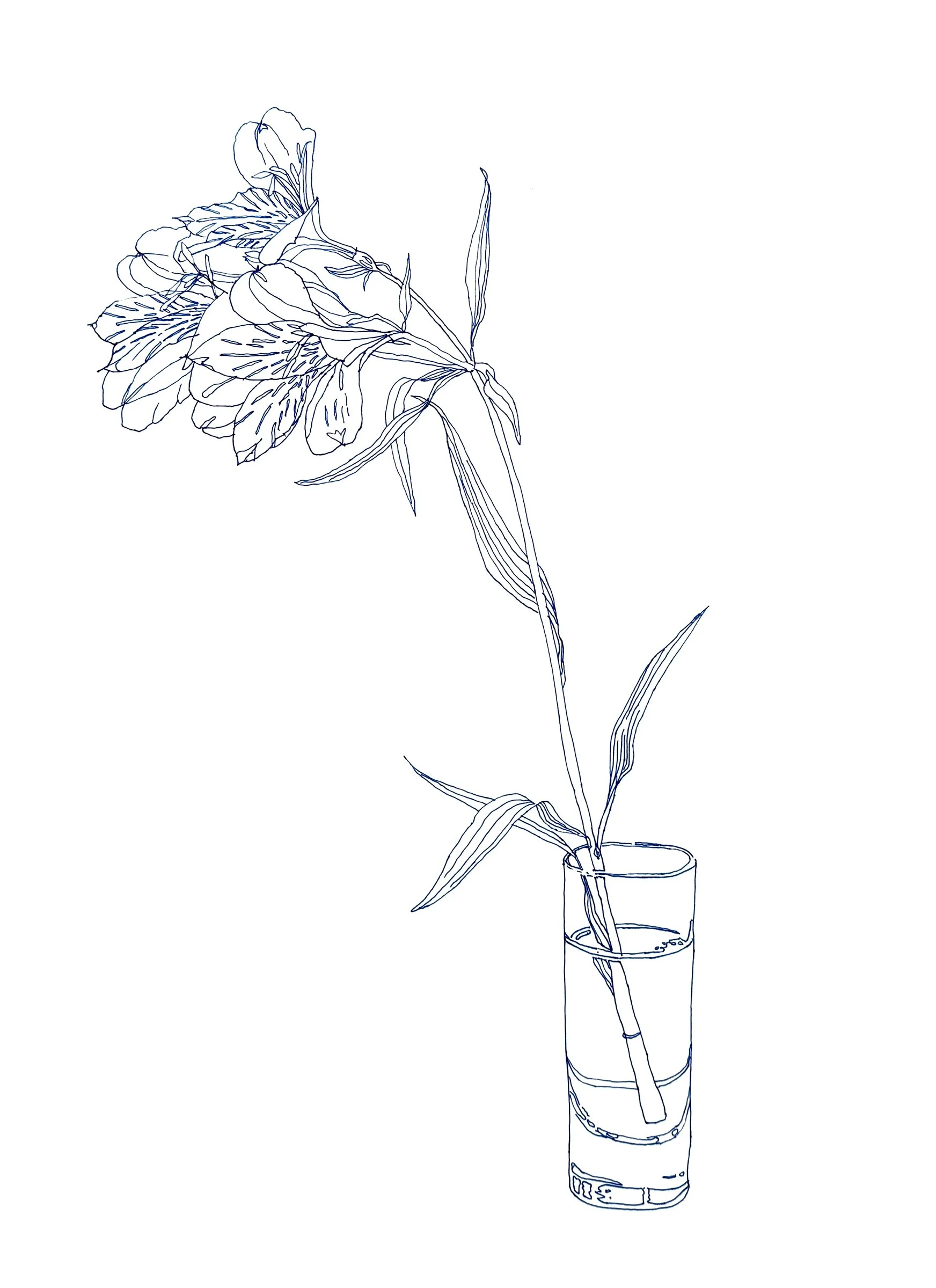 Alstroemeria 3, 20" x 16", Ink
