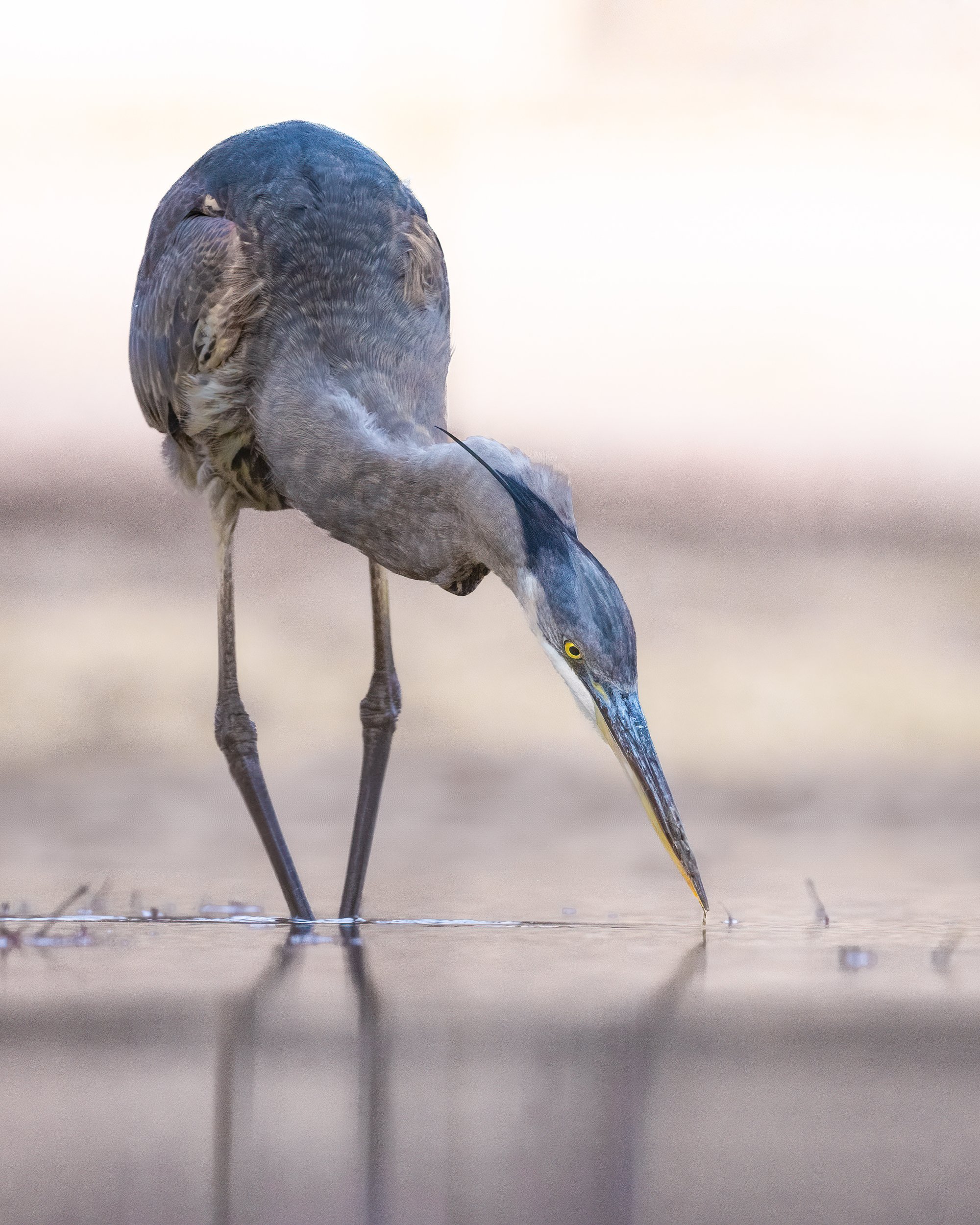 Great Blue Heron