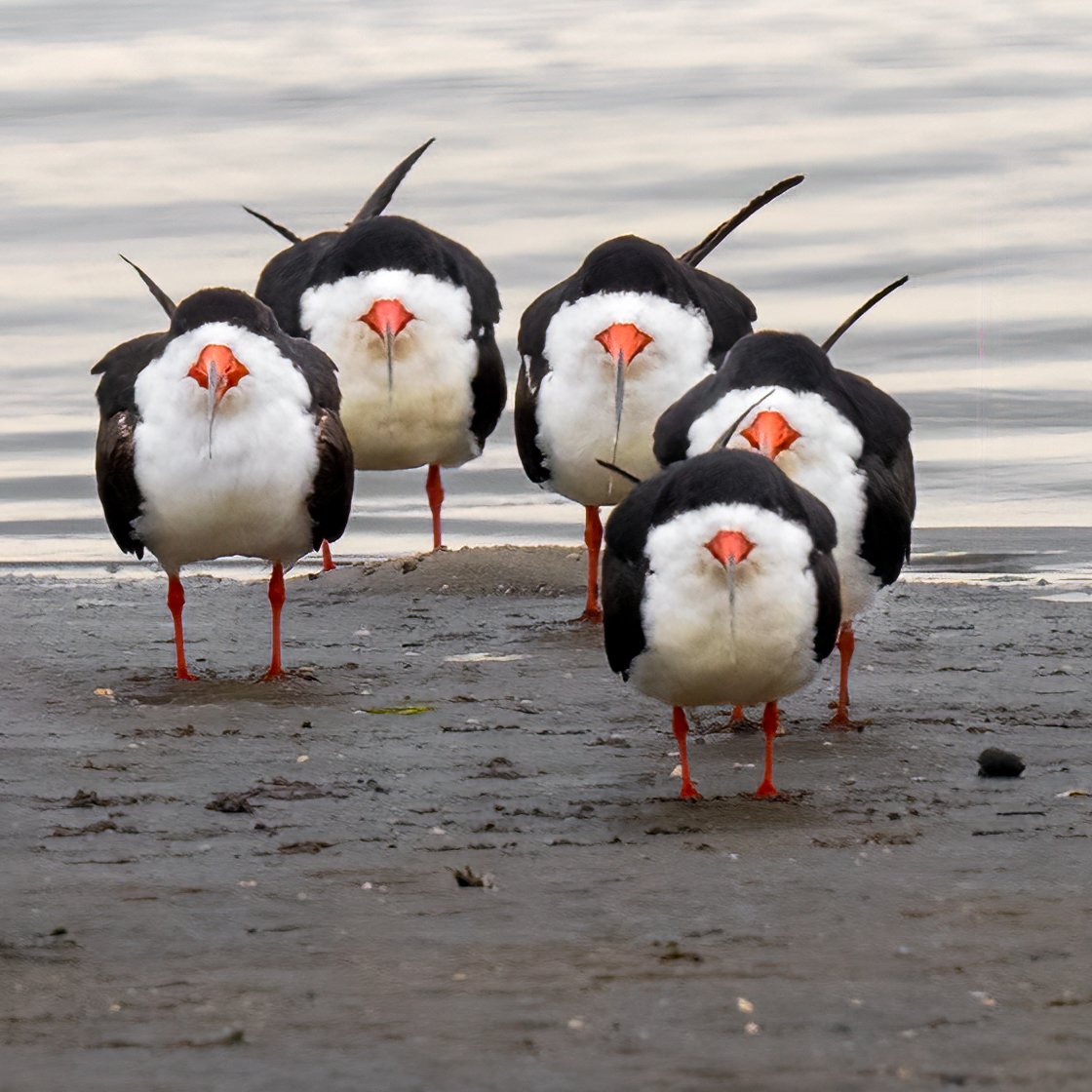Black Skimmers