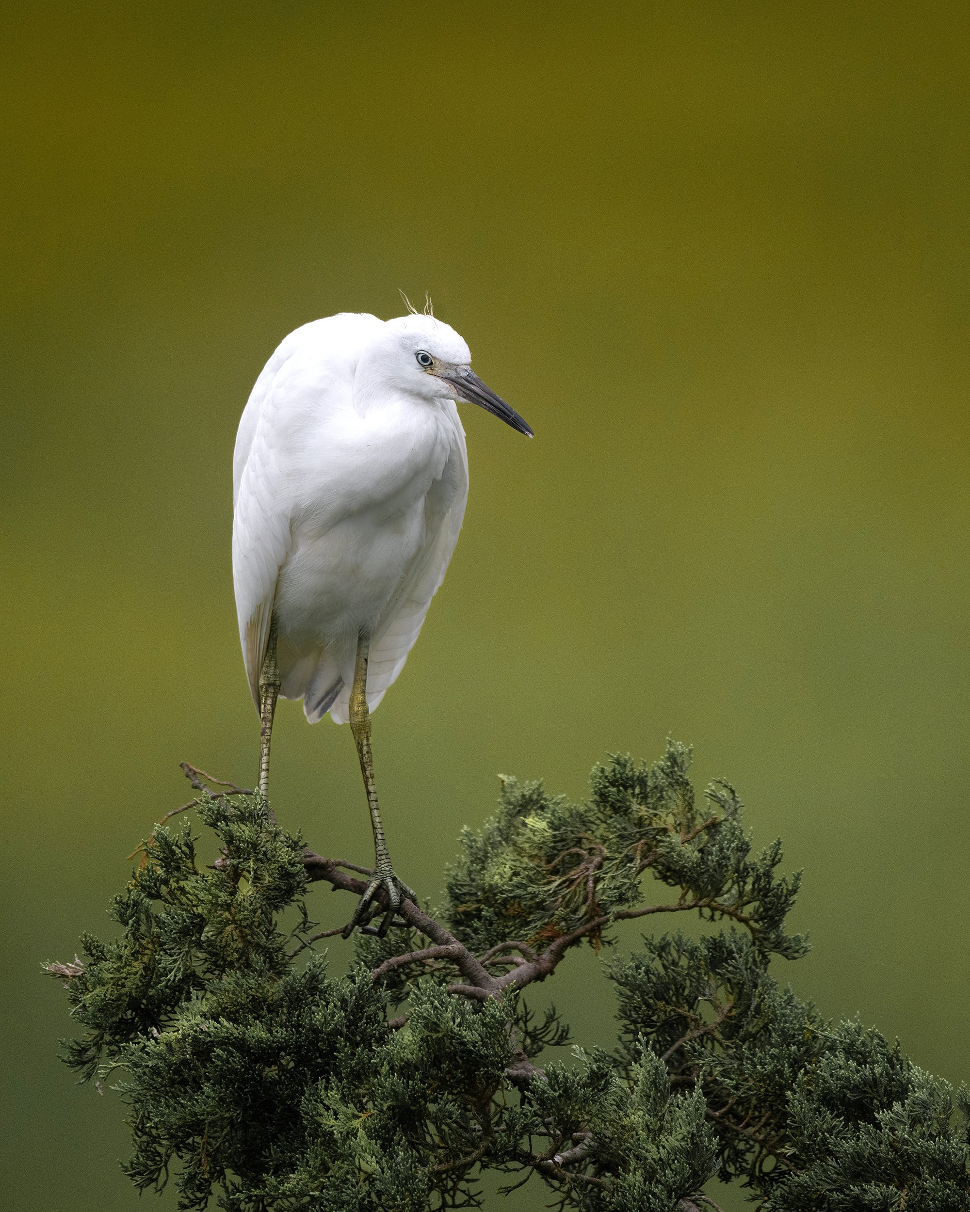Juvenile Little Blue Heron