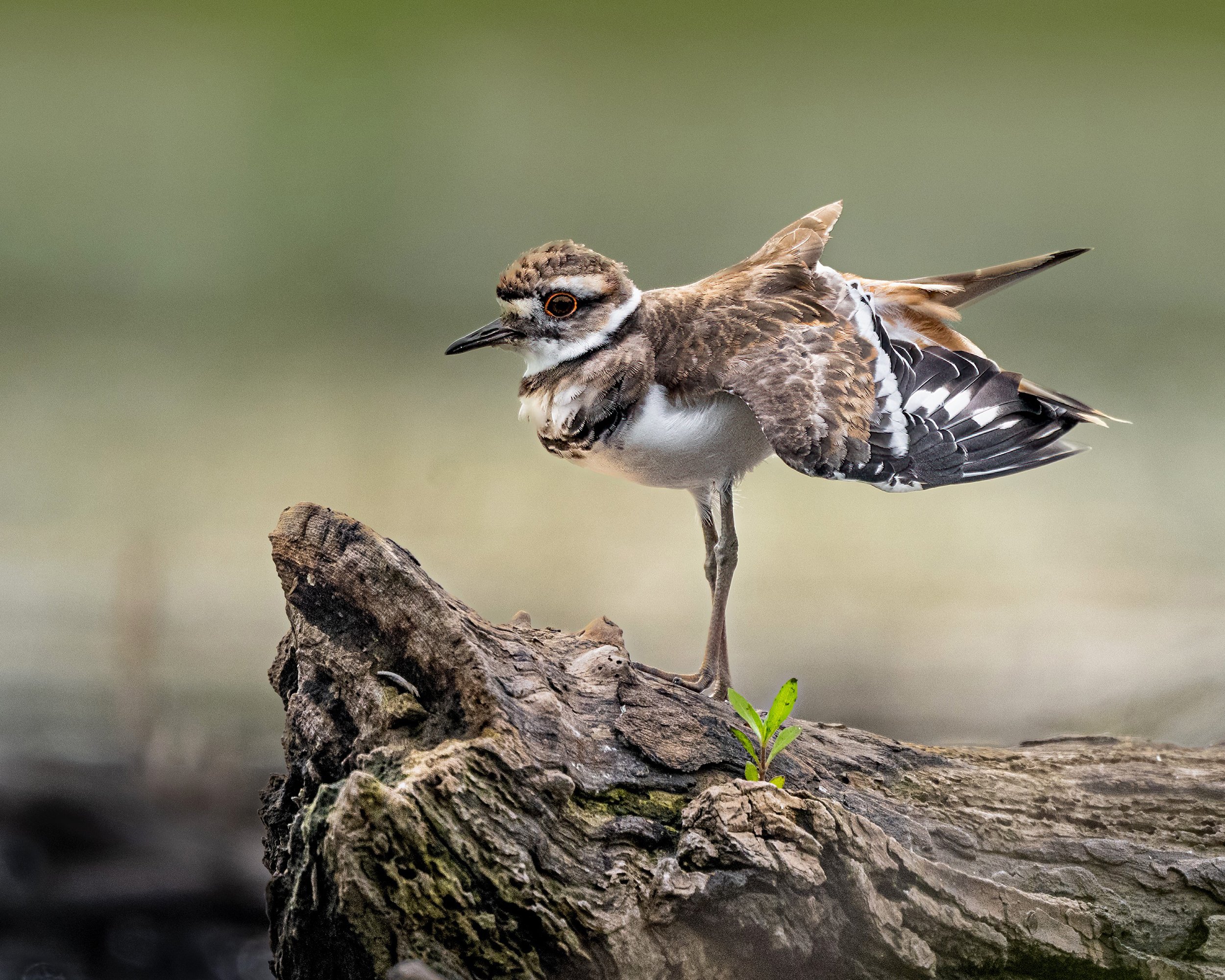Killdeer