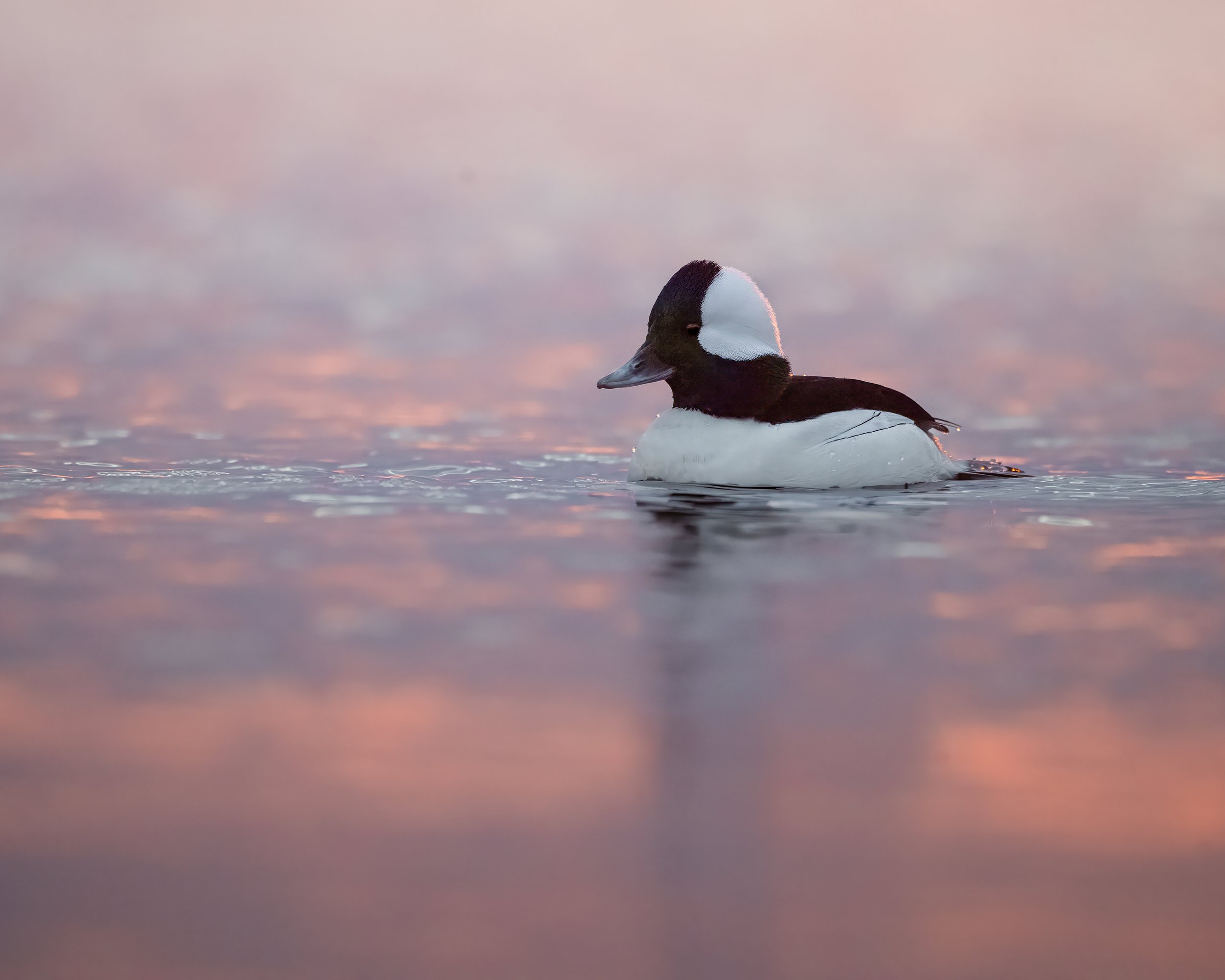 Bufflehead Duck