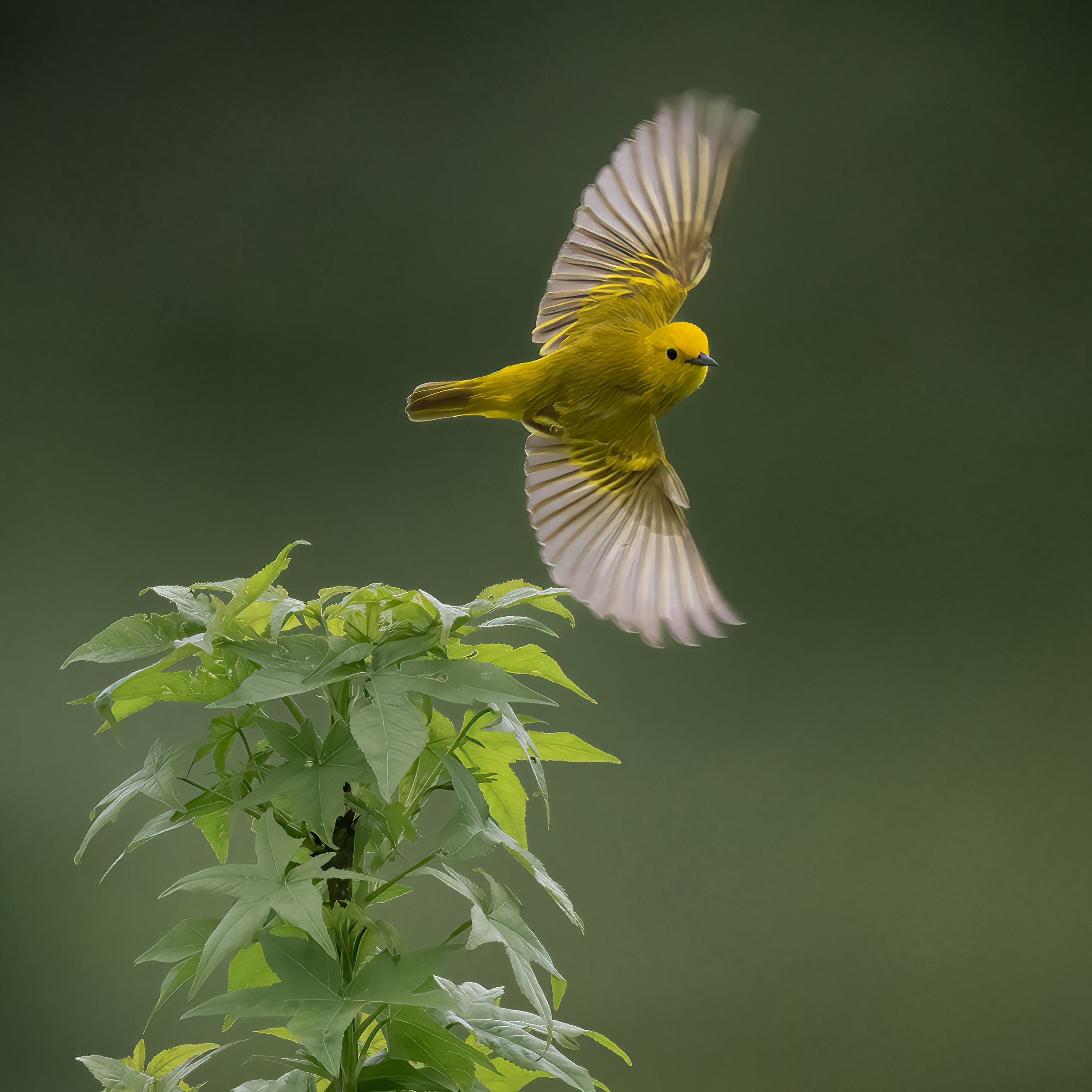 Yellow Warbler