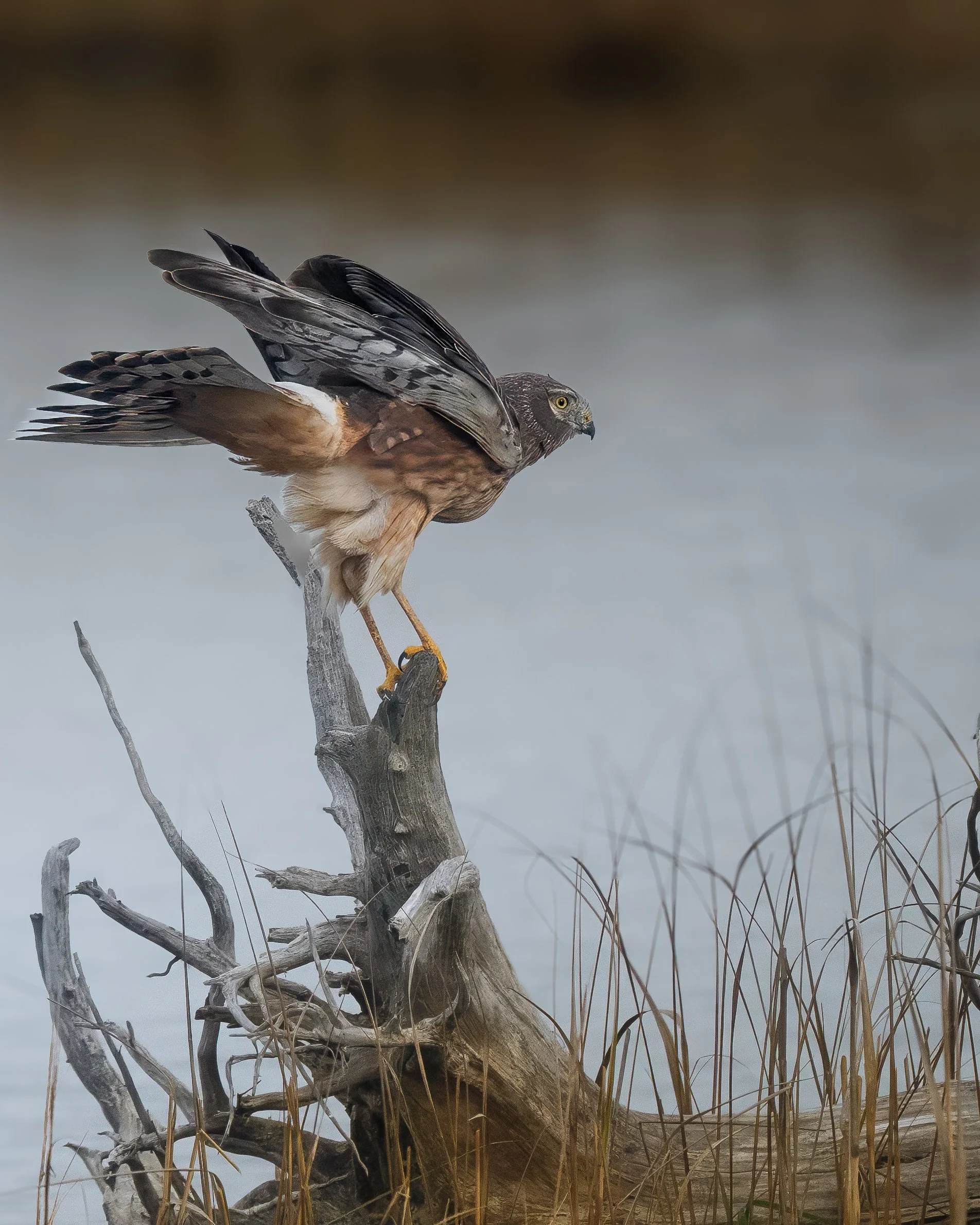 Northern Harrier
