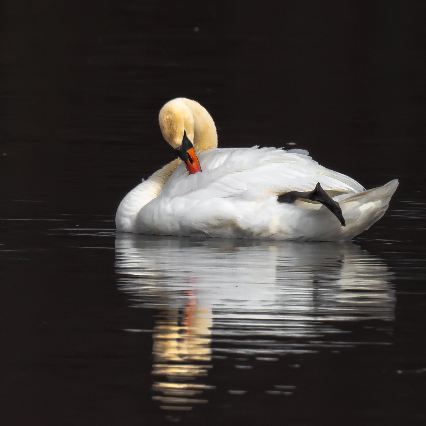 Mute Swan