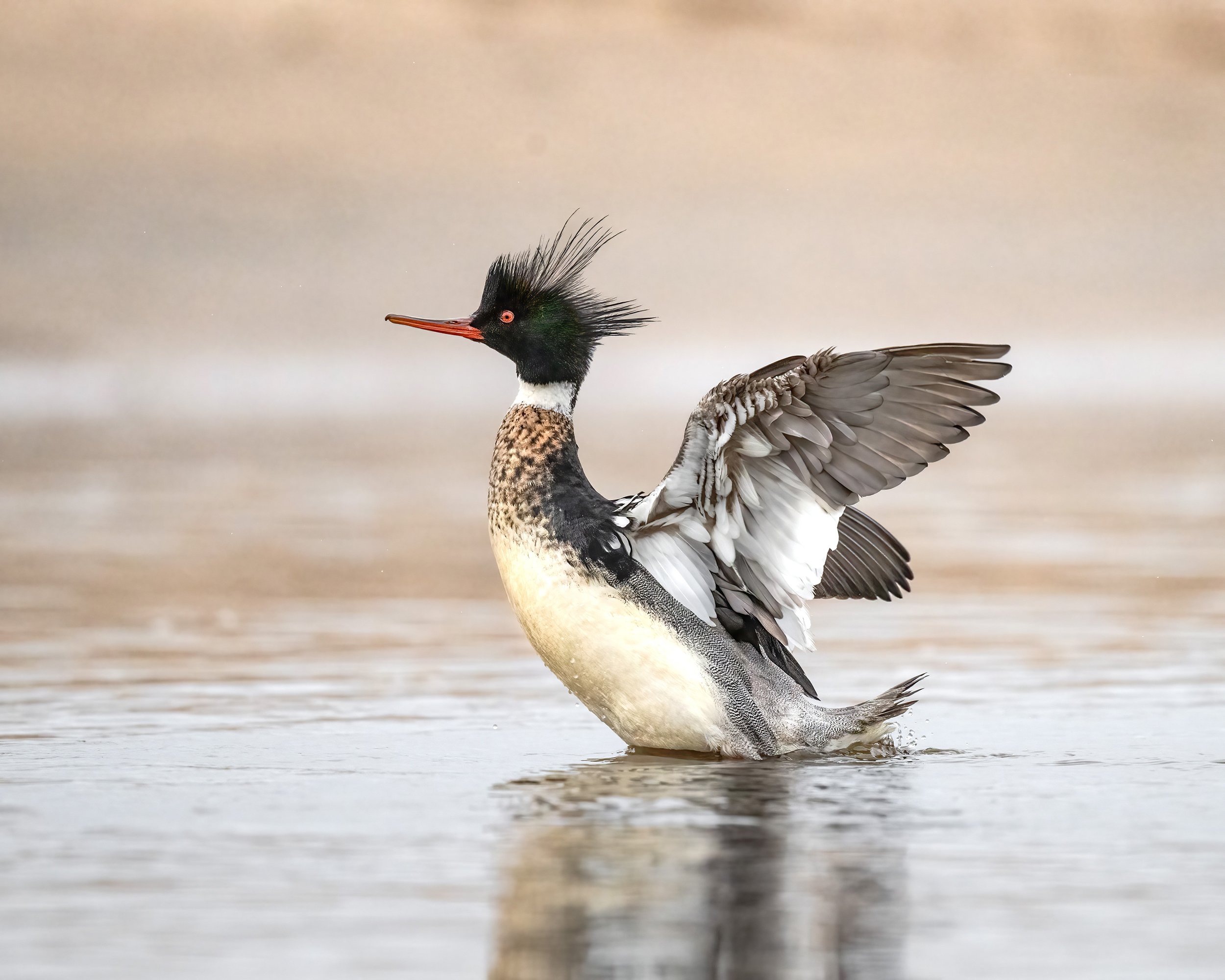 Red-breasted Merganser