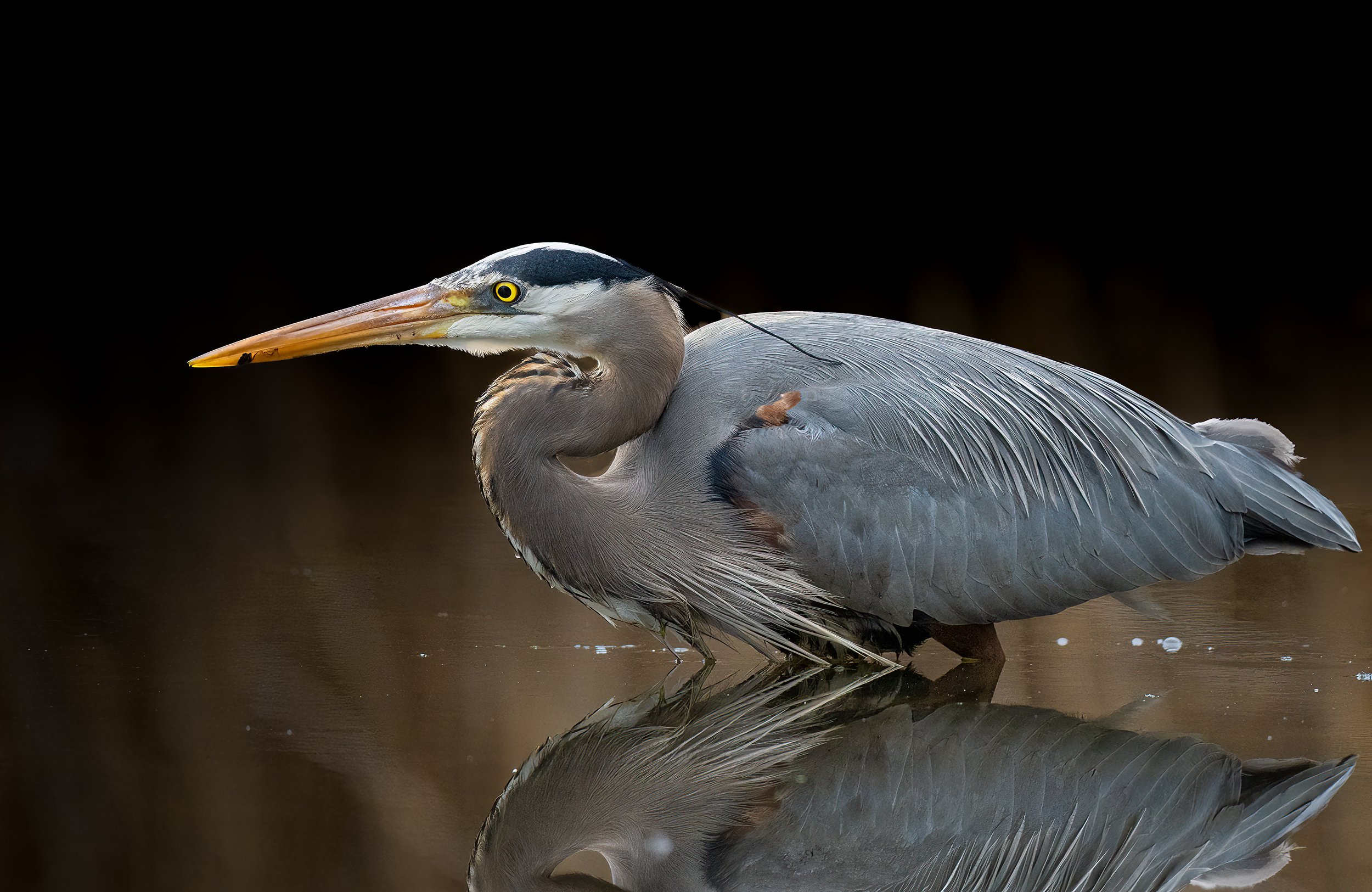 Great Blue Heron