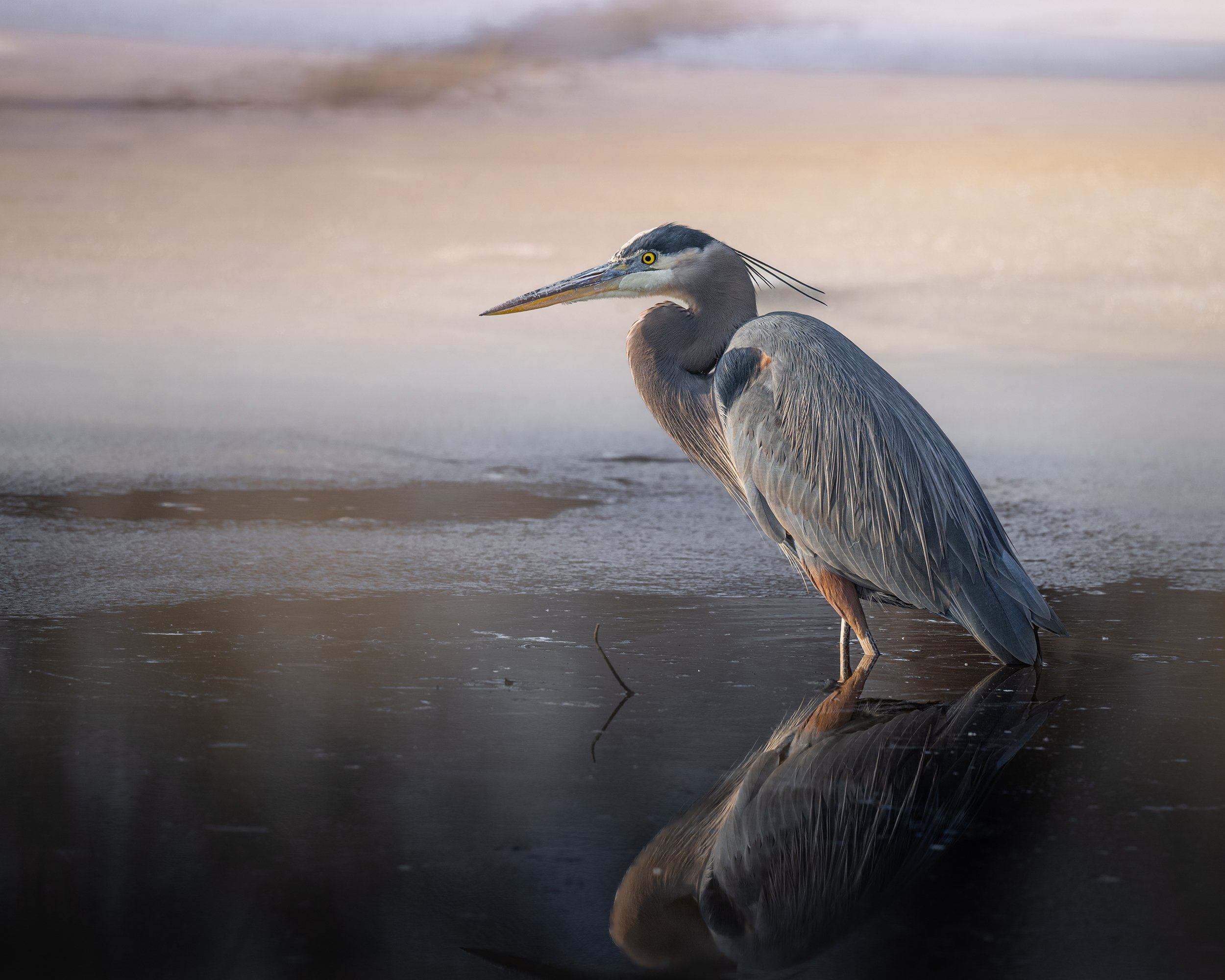 Great Blue Heron