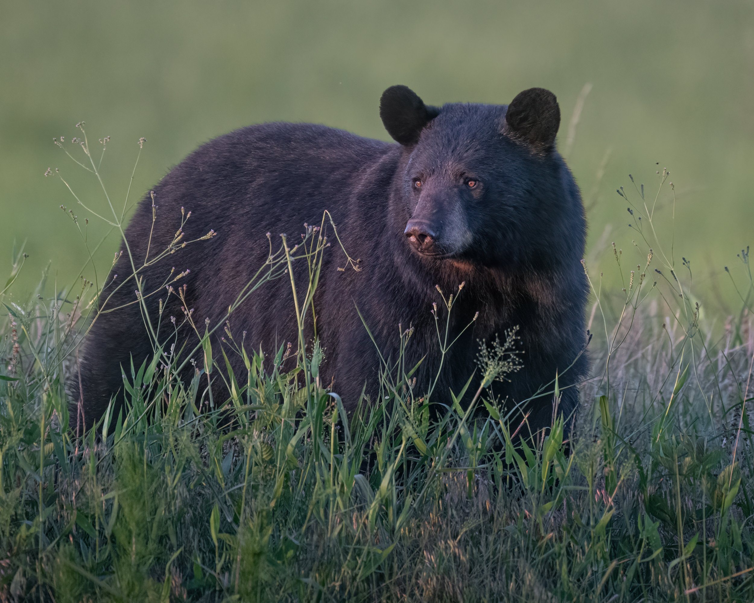 Black Bear