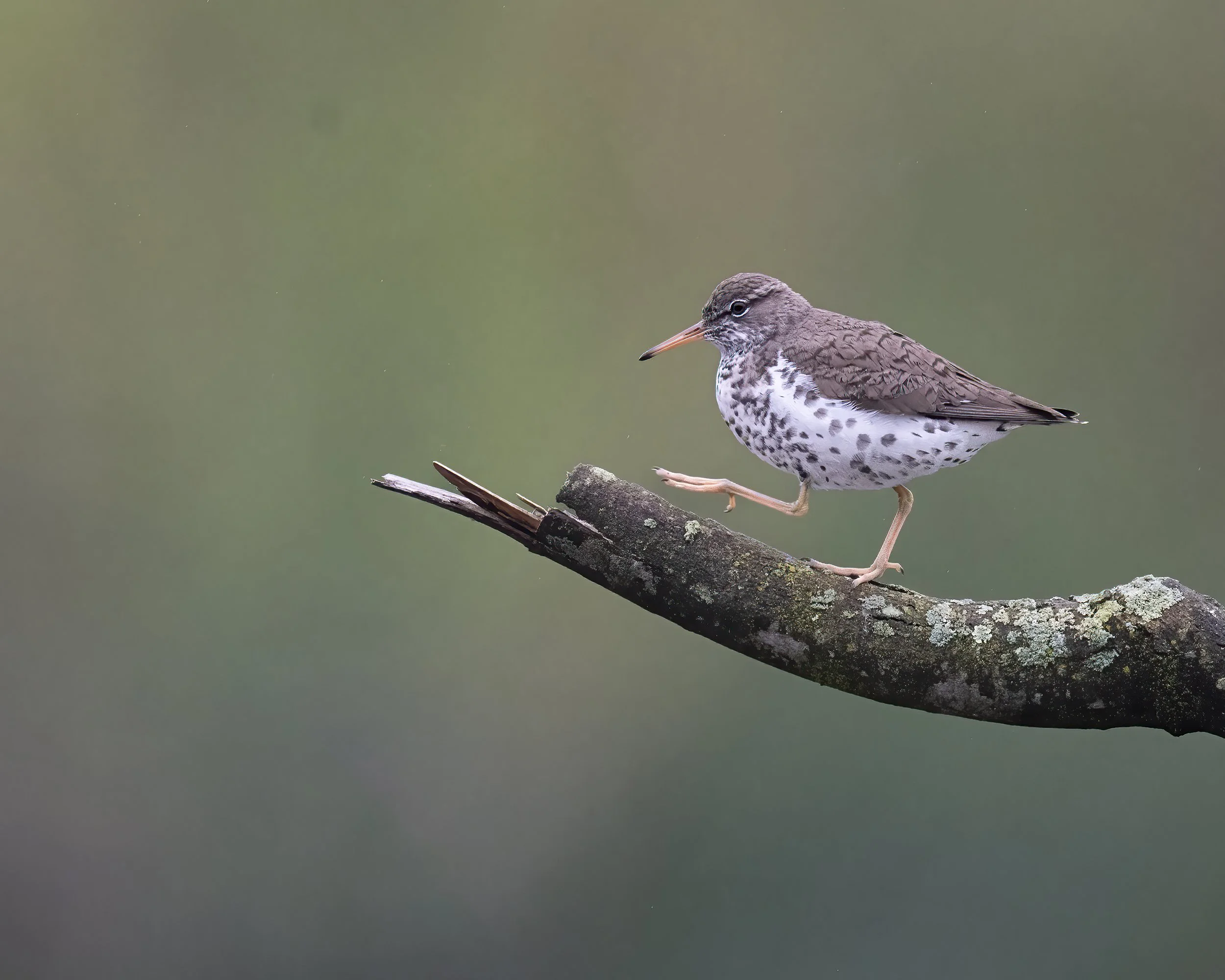 Spotted Sandpiper