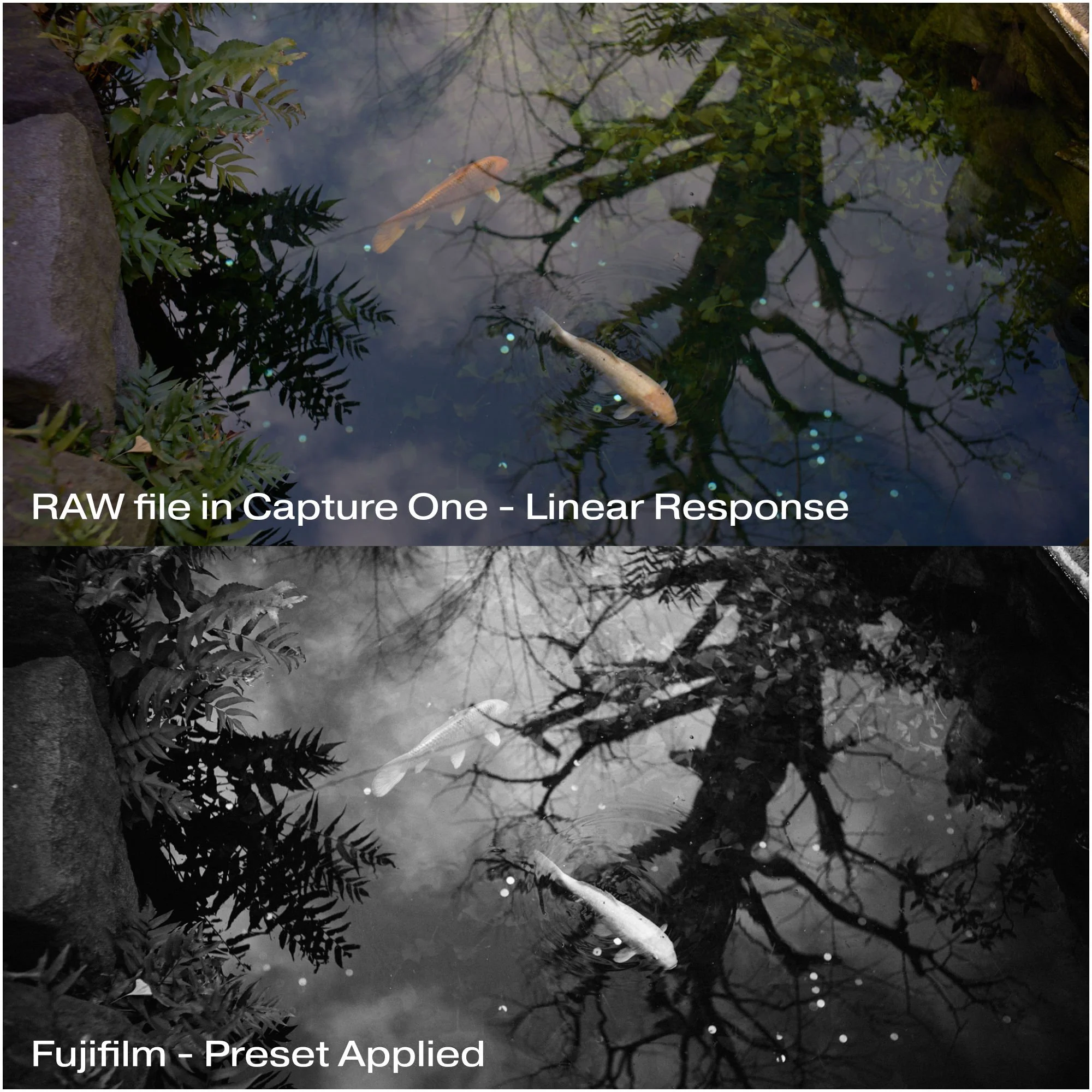 Fuji Pack : Before - After_2.jpg