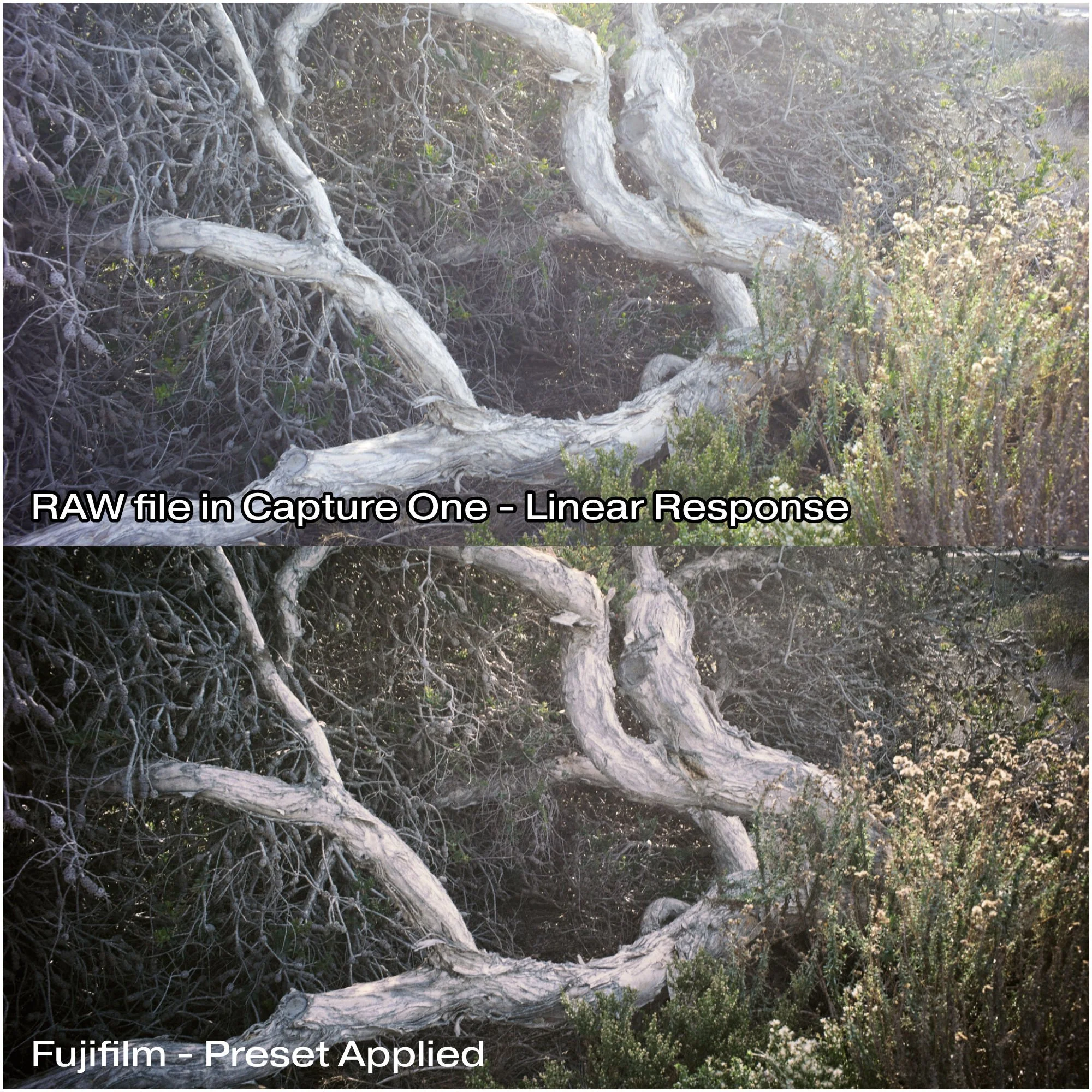 Fuji Pack : Before - After_8.jpg