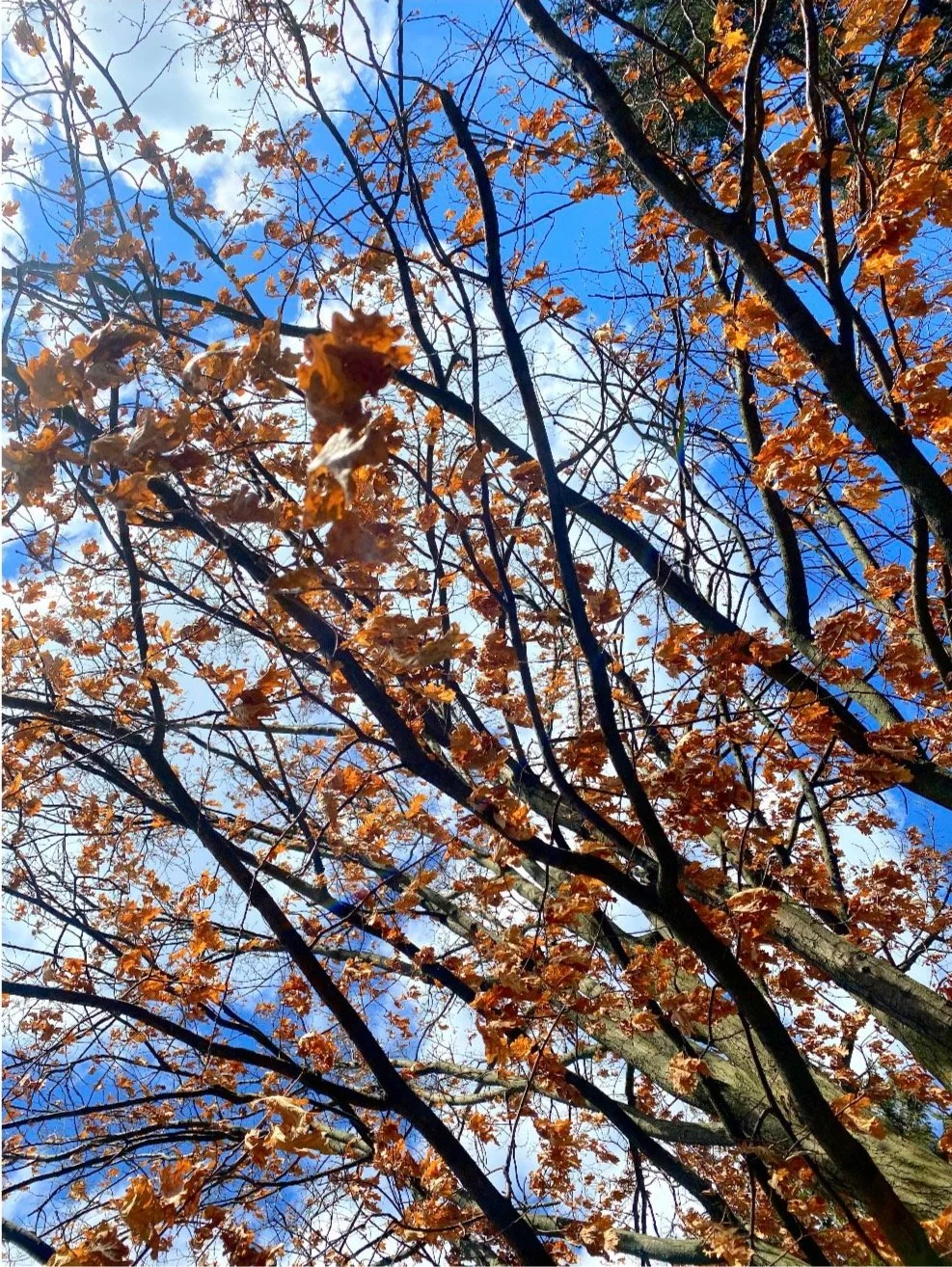 Fall in Mt. Hope Cemetery- Rochester Ny 2021