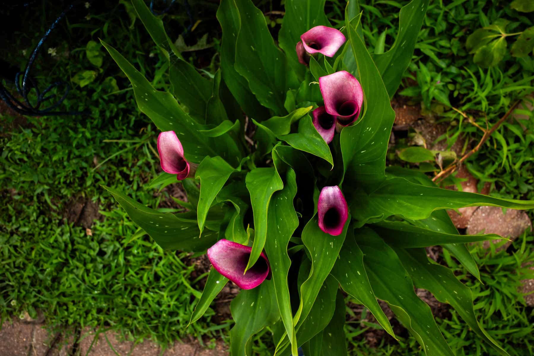 Still.Life.june.2025.18.-051.jpg