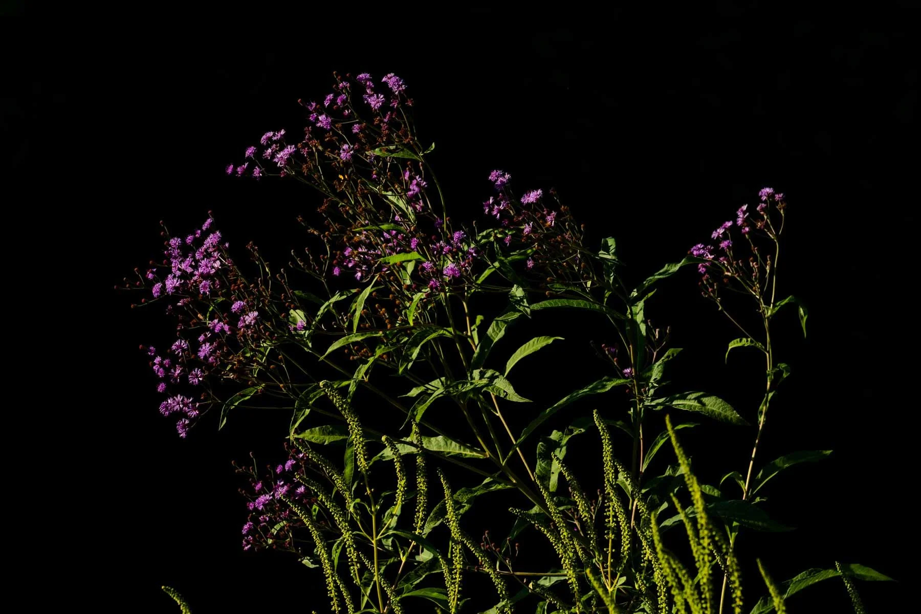 Still.Life.aug.2025.28.-133.jpg