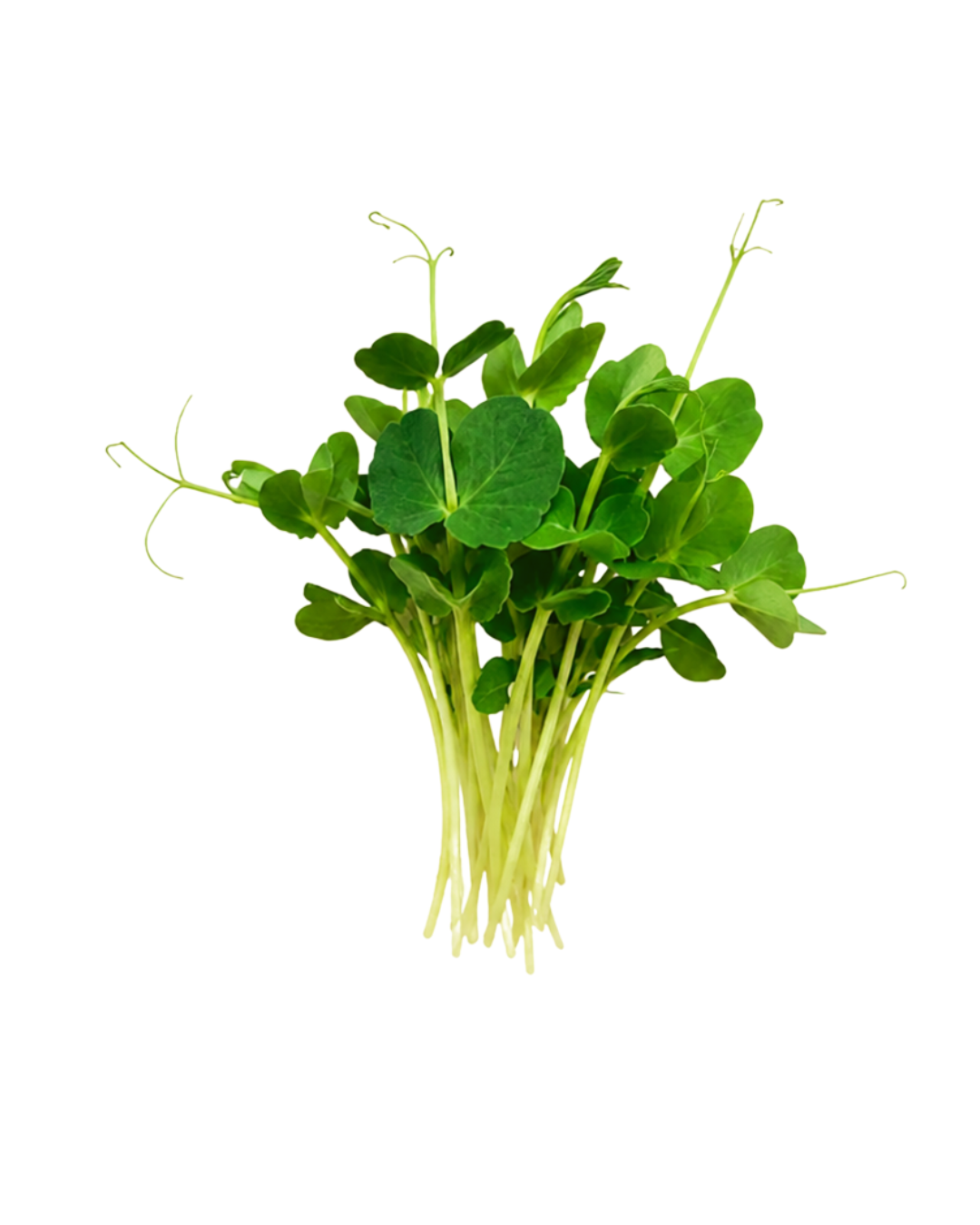 Pea Shoots - Brings a fresh, sweet pea flavor with vibrant green tendrils and leaves that add lively texture and color to salads, sandwiches, and stir-fries.