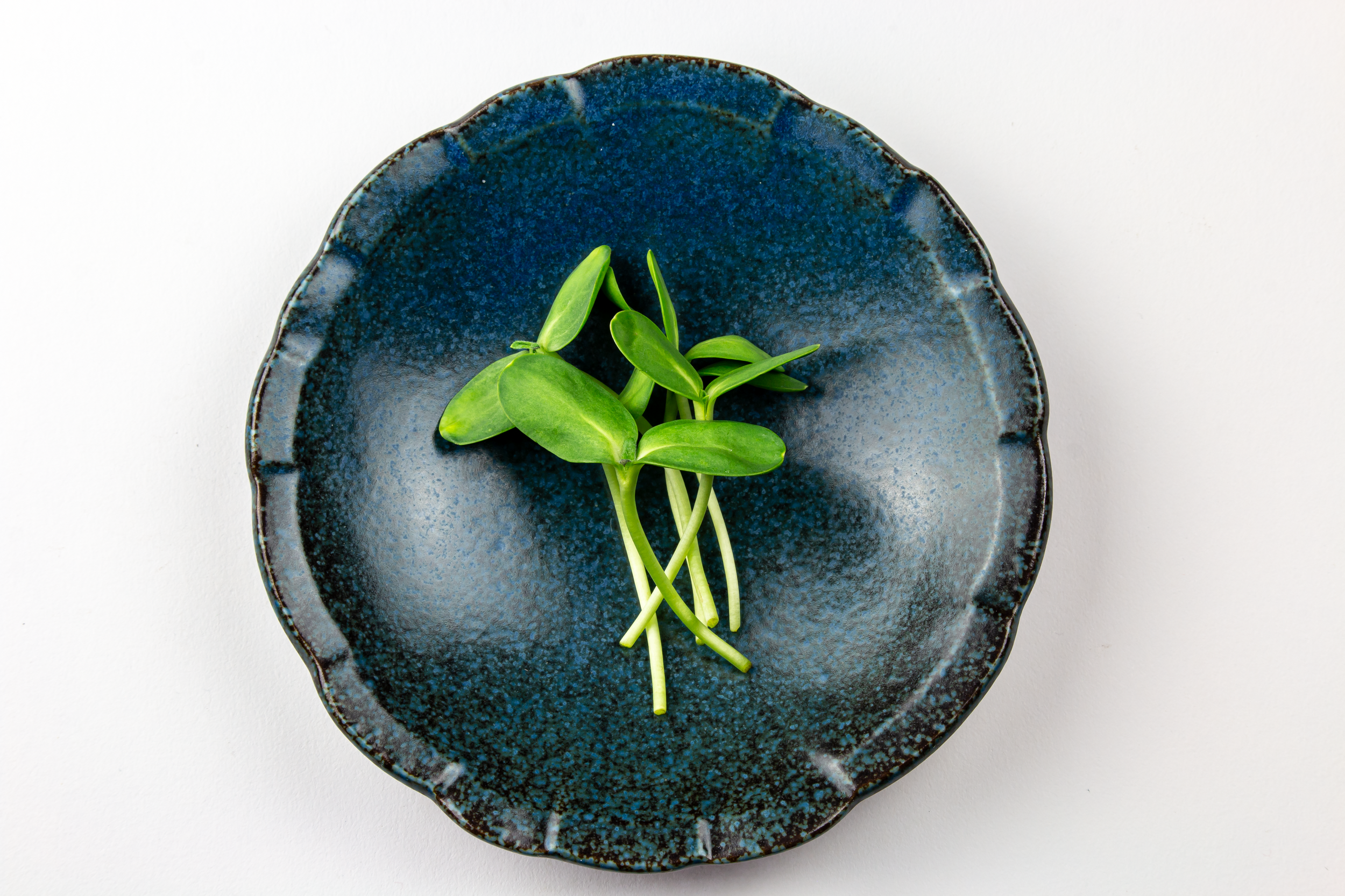 Green microgreens on a dark blue, textured ceramic plate.