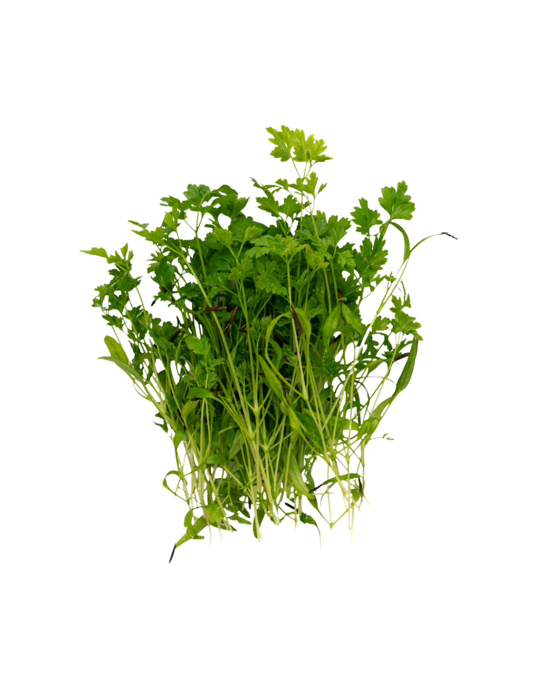 Chervil - Delivers a delicate anise-like flavor with soft ferny greens that add a refined, aromatic touch to seafood, eggs, and classic French-inspired dishes.