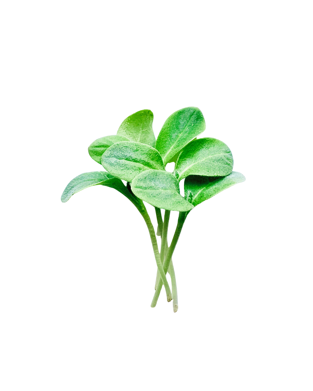 Borage - Offers a crisp cucumber-like flavor with vibrant blue-green leaves and stems that bring a fresh, elegant look to seafood, cocktails, and spring-inspired dishes.