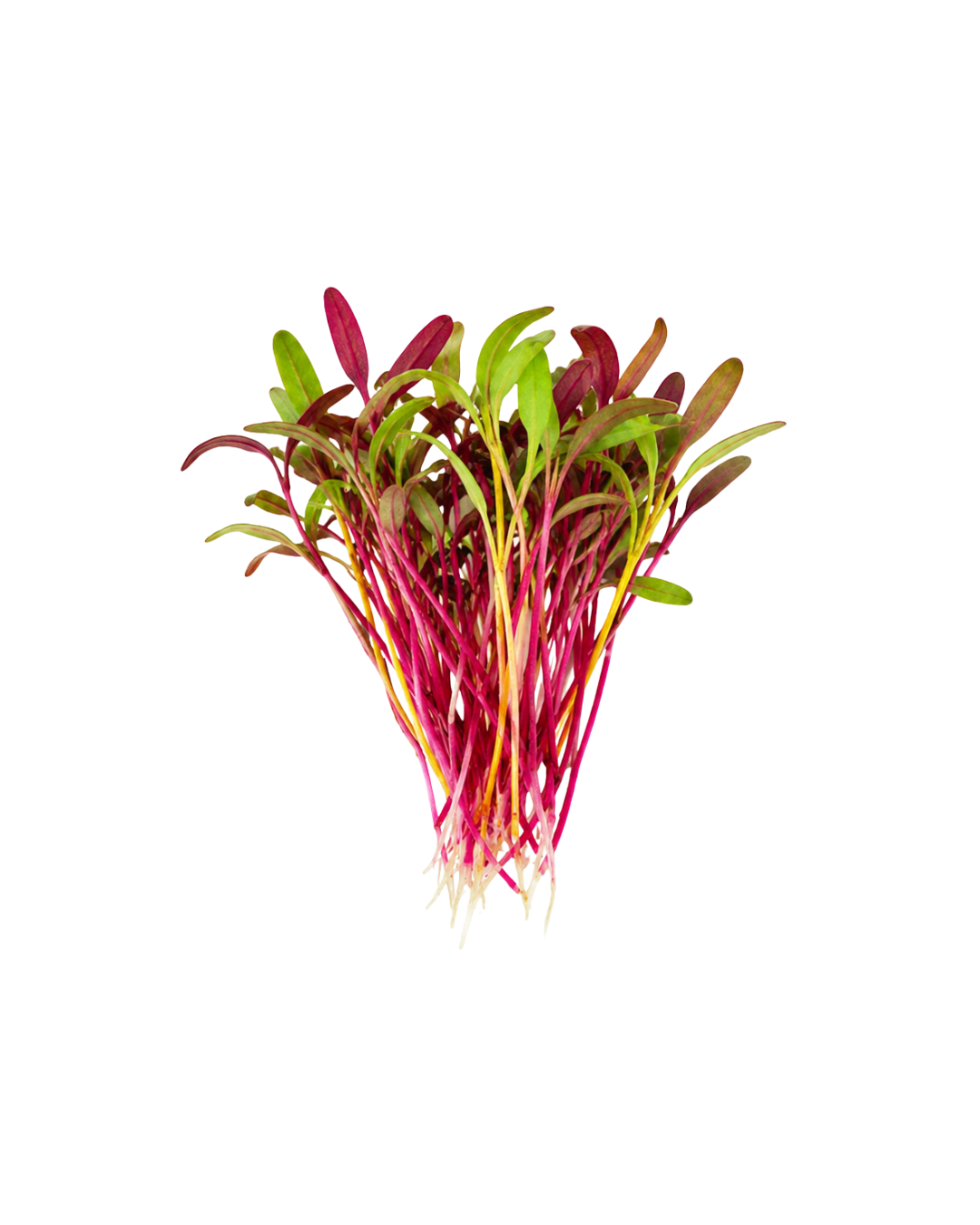 Rainbow Beets - Offers a mild earthy sweetness with vibrant stems in shades of pink, red, yellow, and orange that create striking color contrast across salads, seafood, and upscale plated dishes.