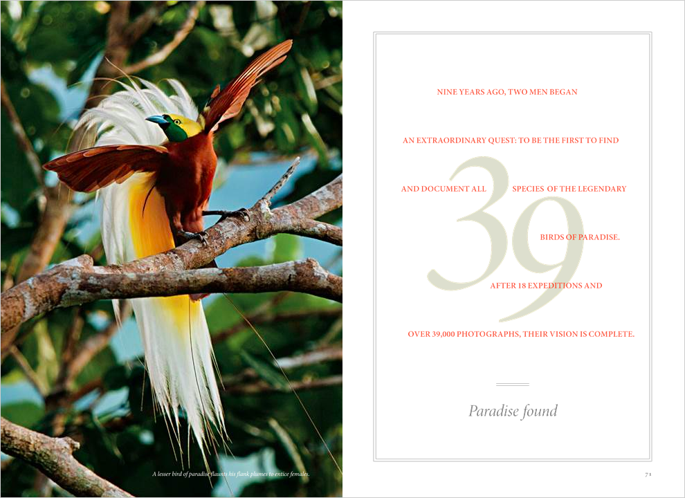 BIRDS OF PARADISE.png