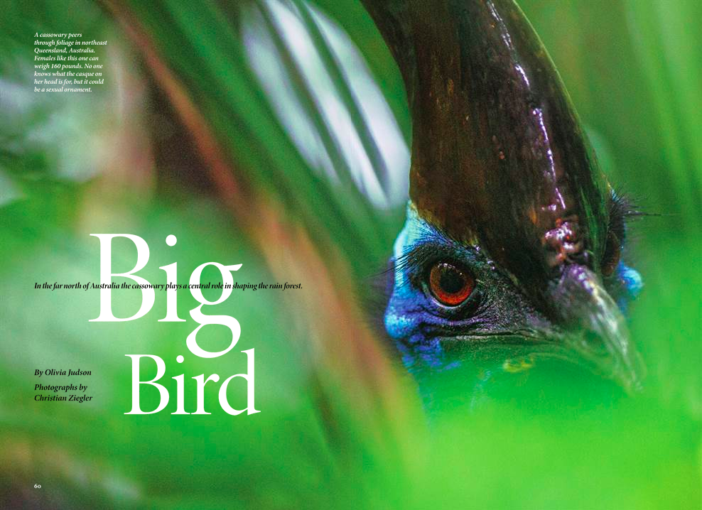 CASSOWARIES.png