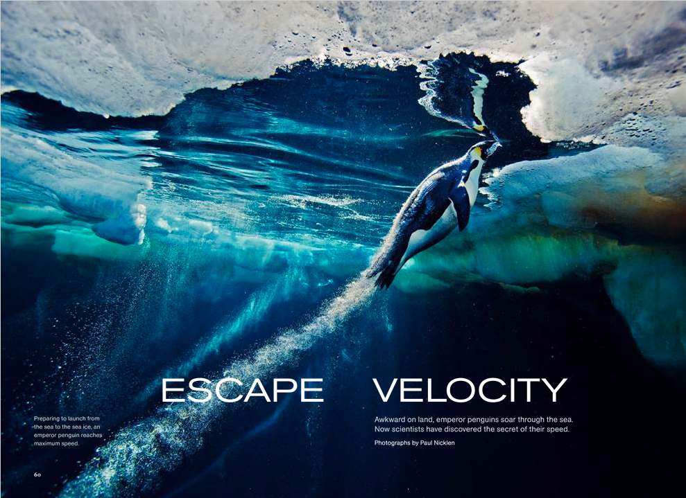 EMPEROR PENGUINS.png