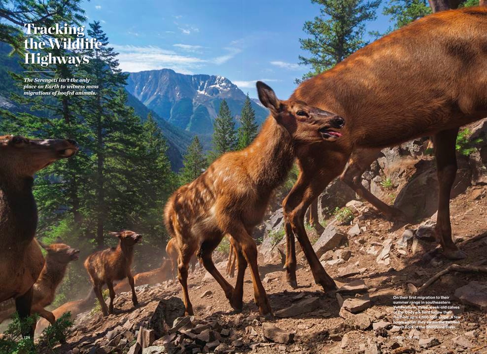 TRACKING WILDLIFE.png