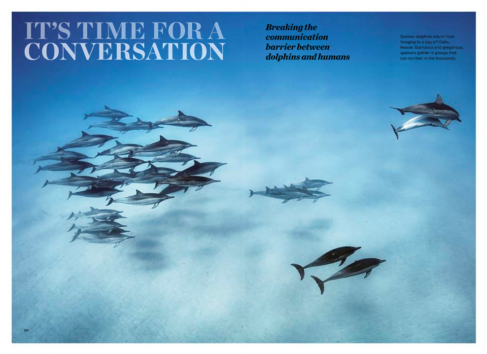 DOLPHIN INTELLIGENCE.png