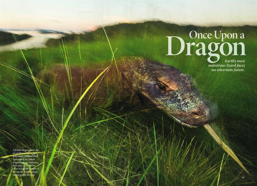 KOMODO DRAGONS.png